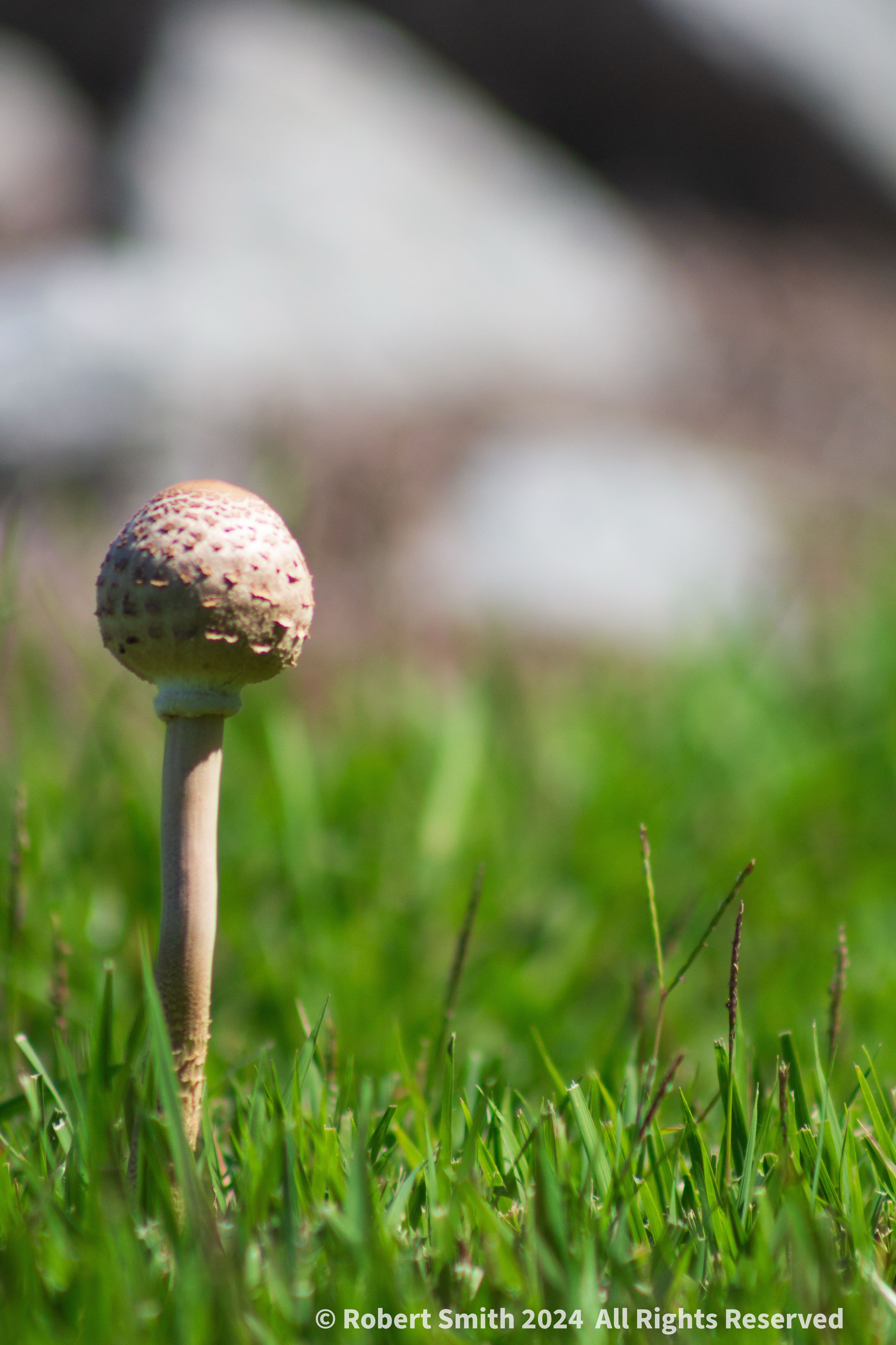 Friday Fungi: All Alone and Loving my Space