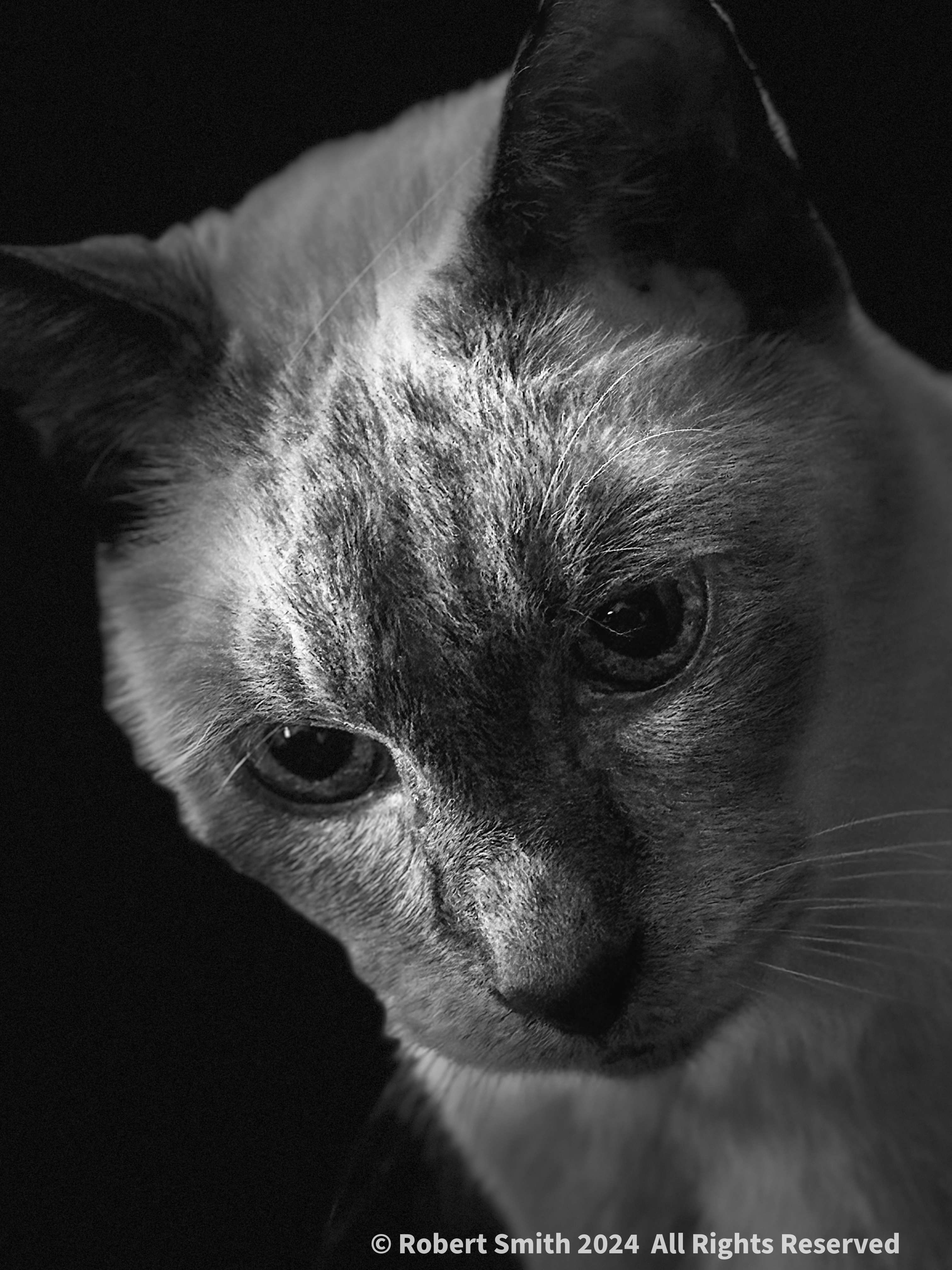 Benny in Monochrome #1