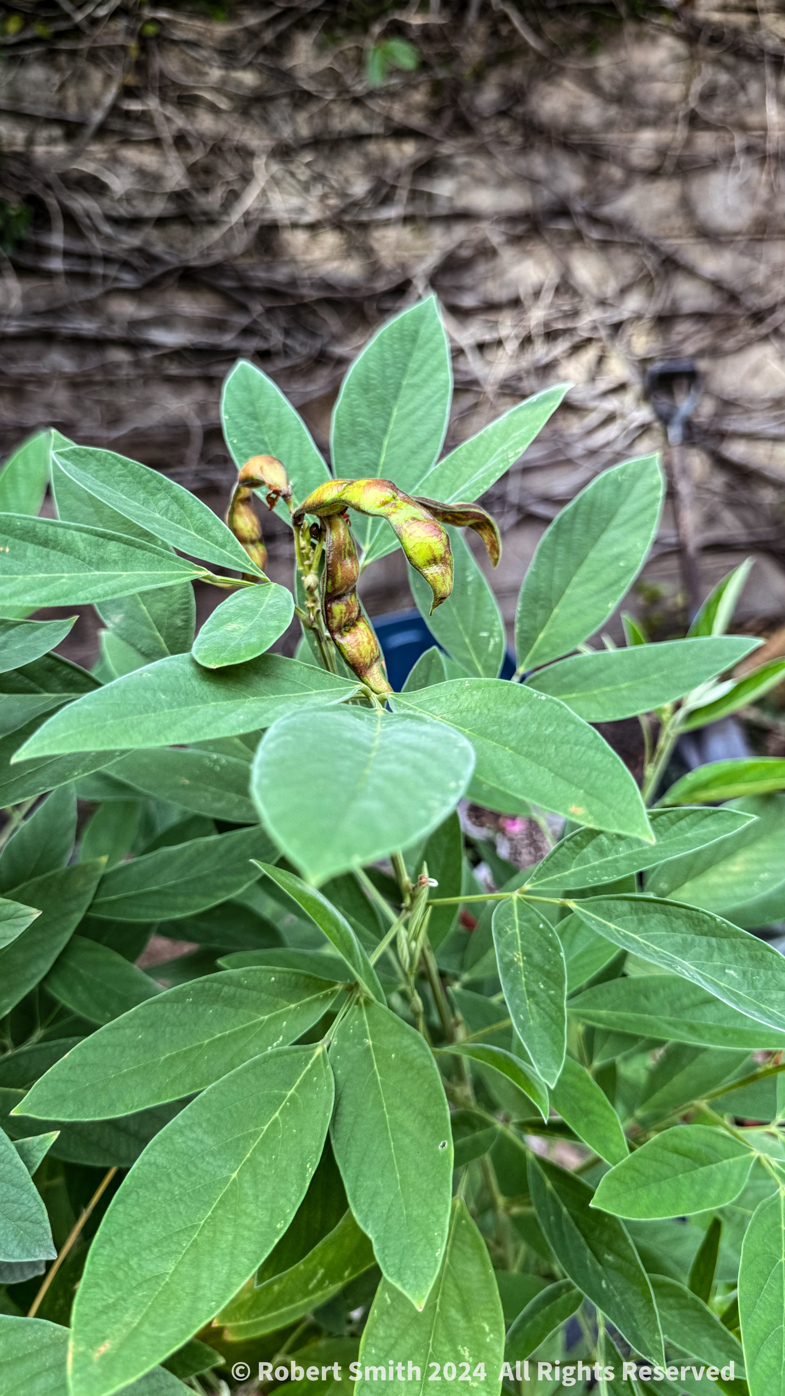 Your Flowers by Day 2024, Week 34: