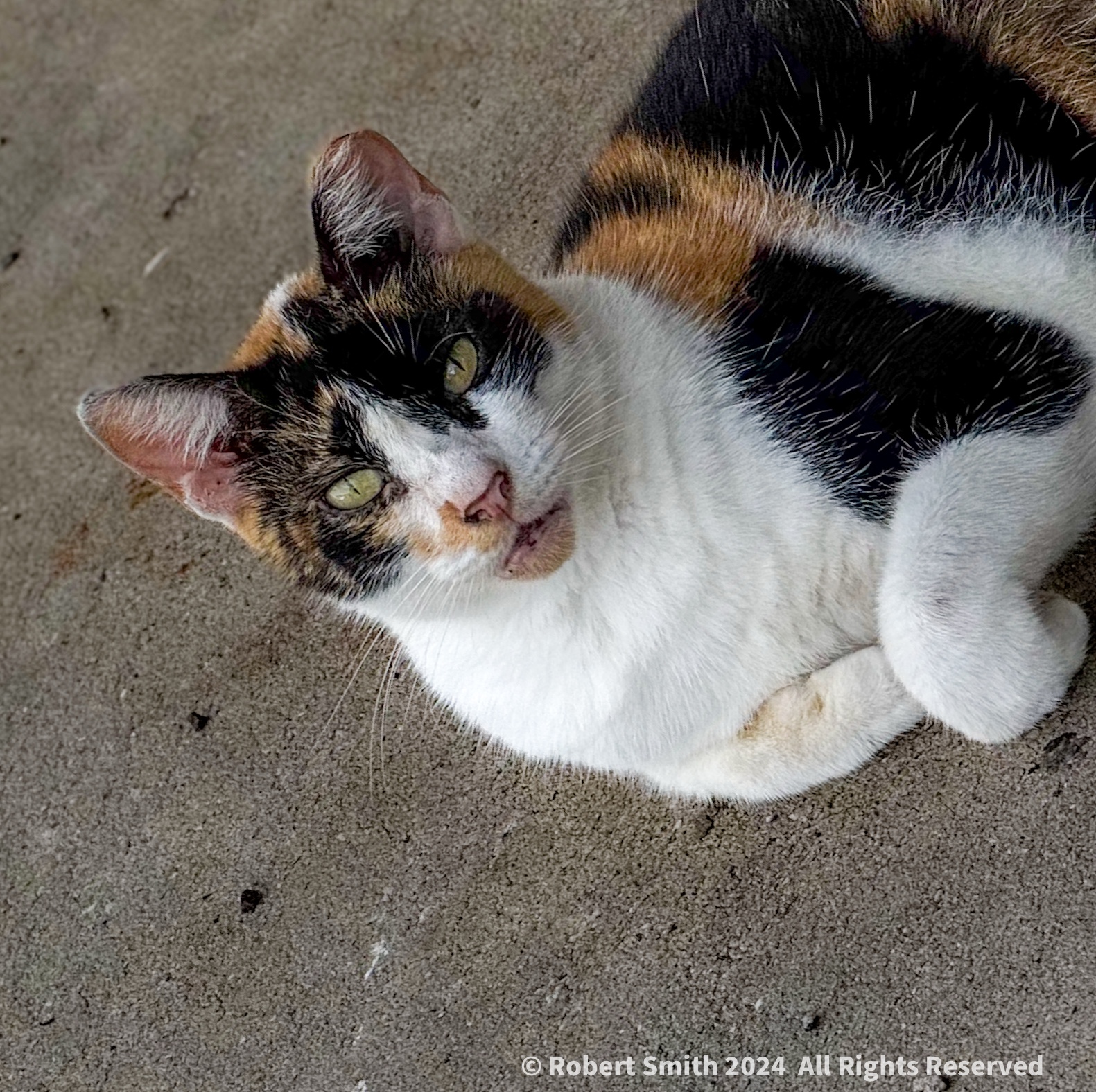 Convenience Store – Not Shopping for Kibble