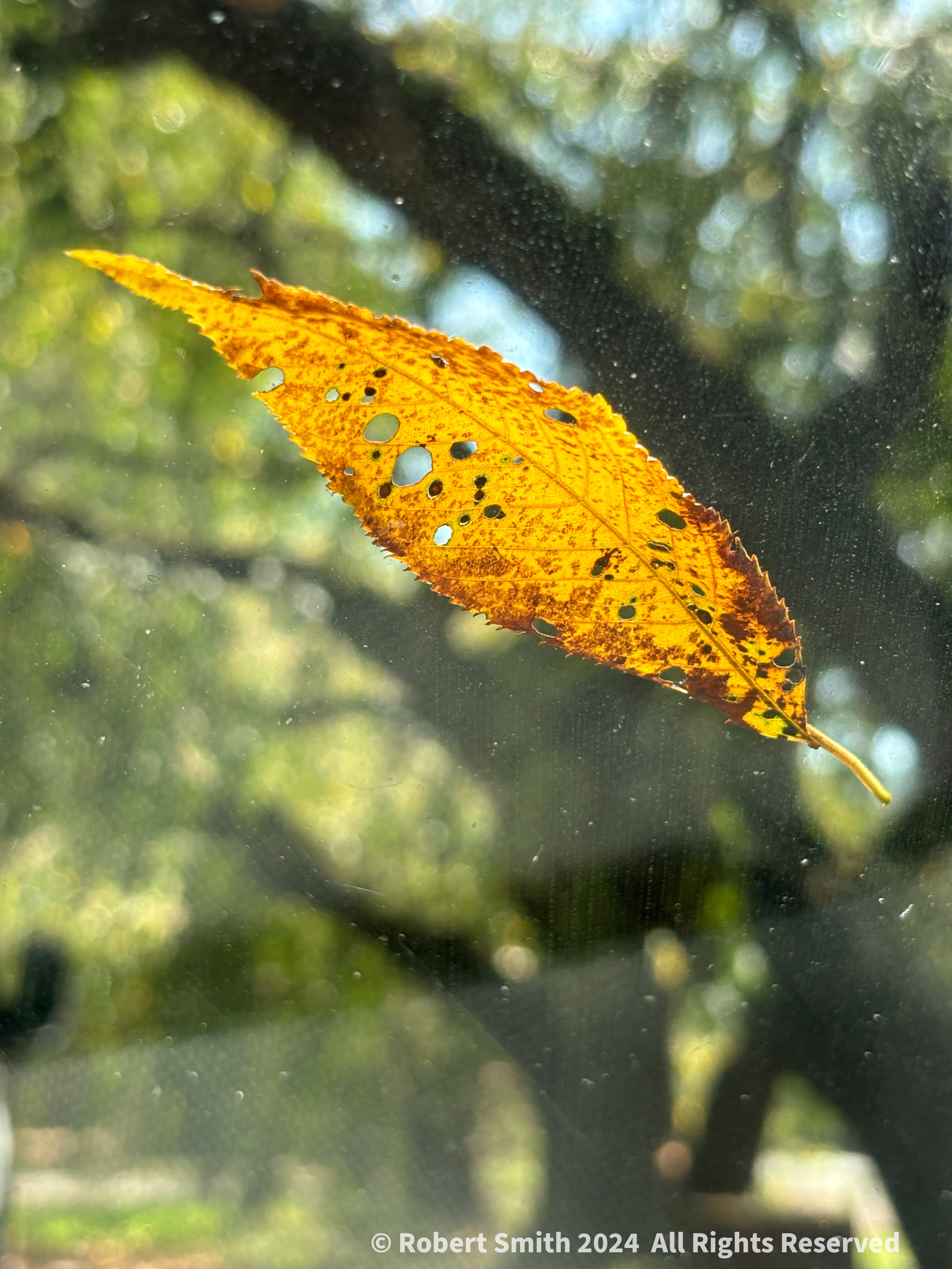 Silent Sunday: One Leaf after Helene