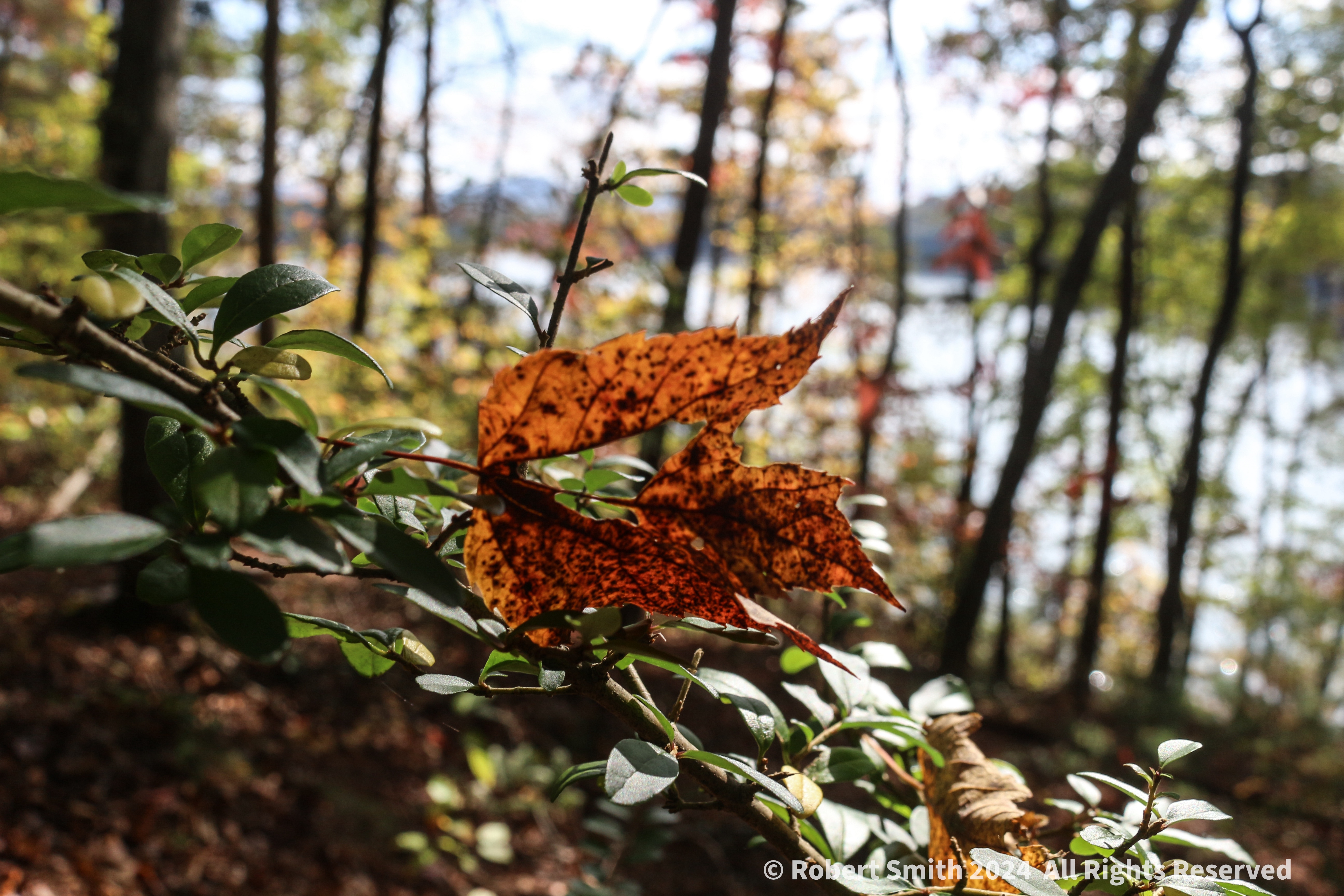 Leaves of Change