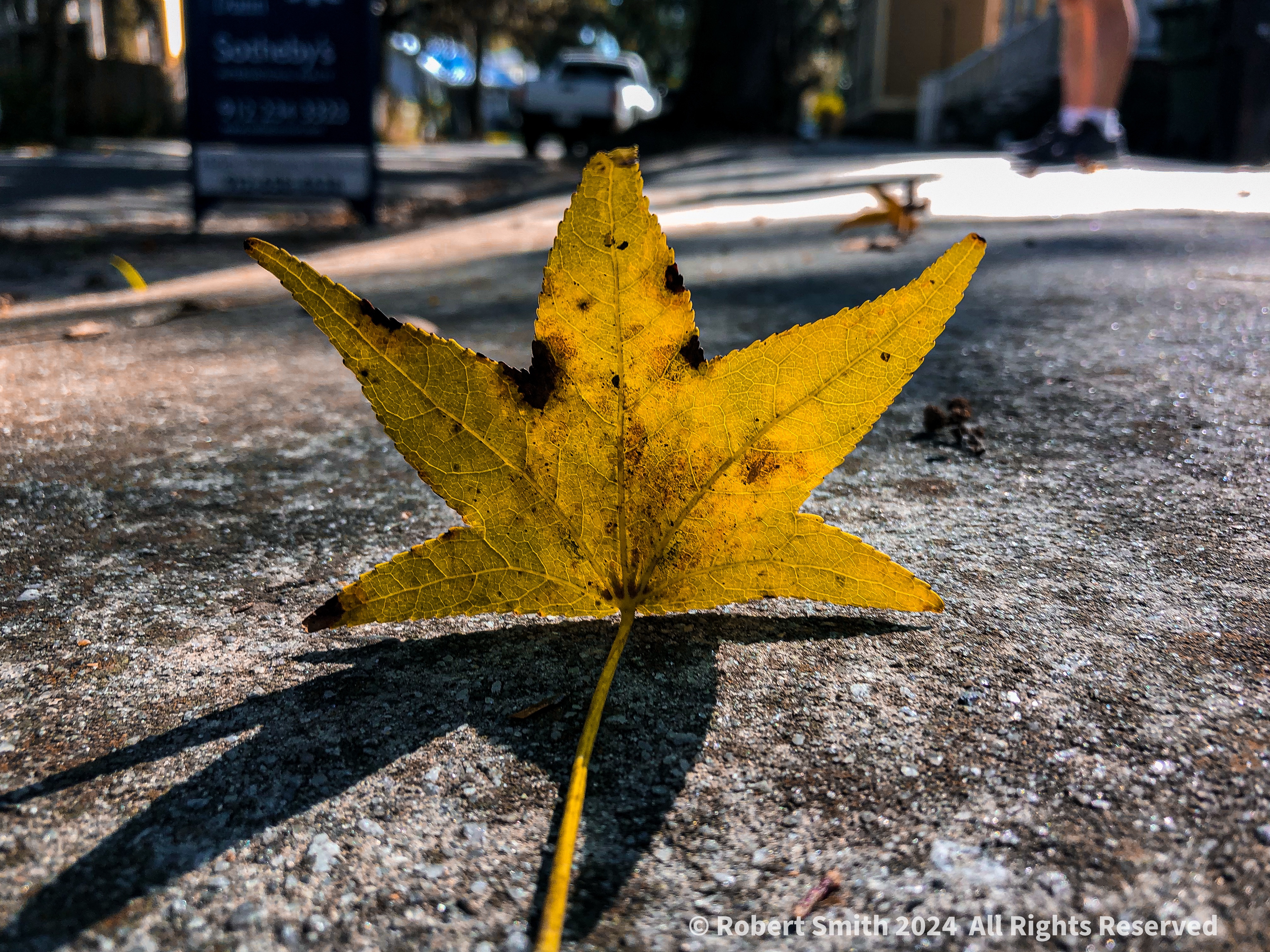 Just Like Fall: Leaves on Sidewalks