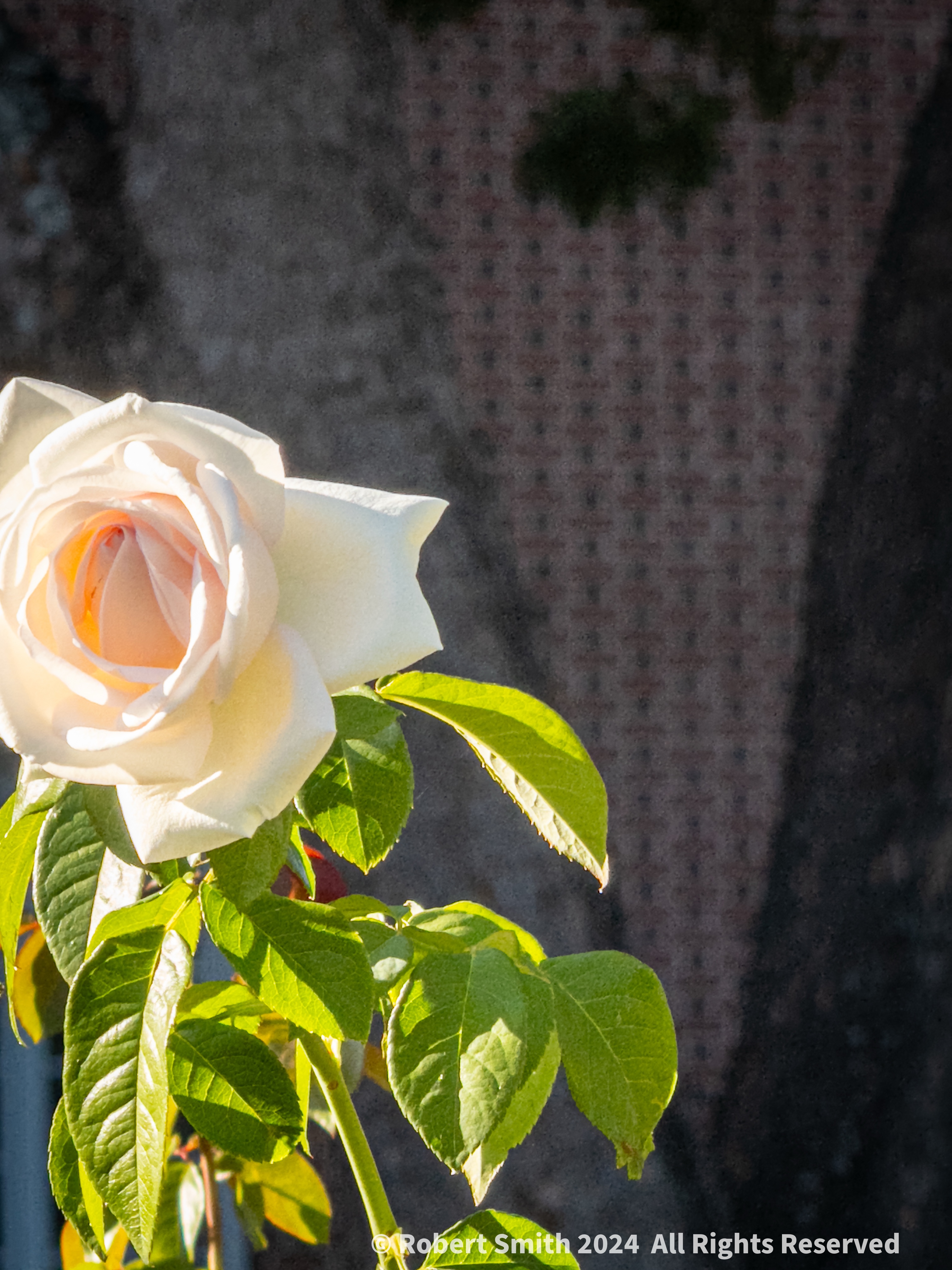 Your Flowers by Day 2024, Week 40: