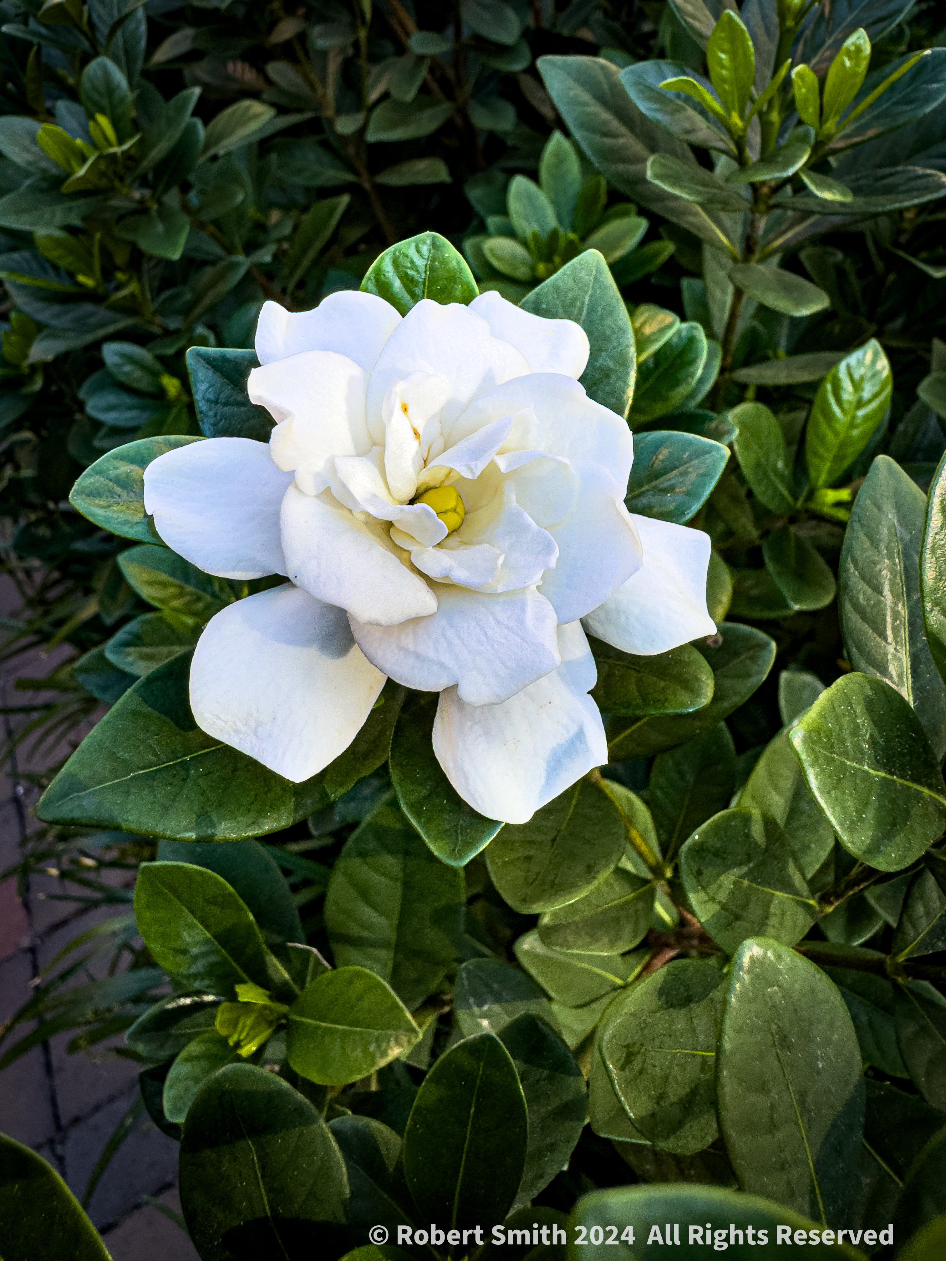 Your Flowers by Day 2024, Week 41: