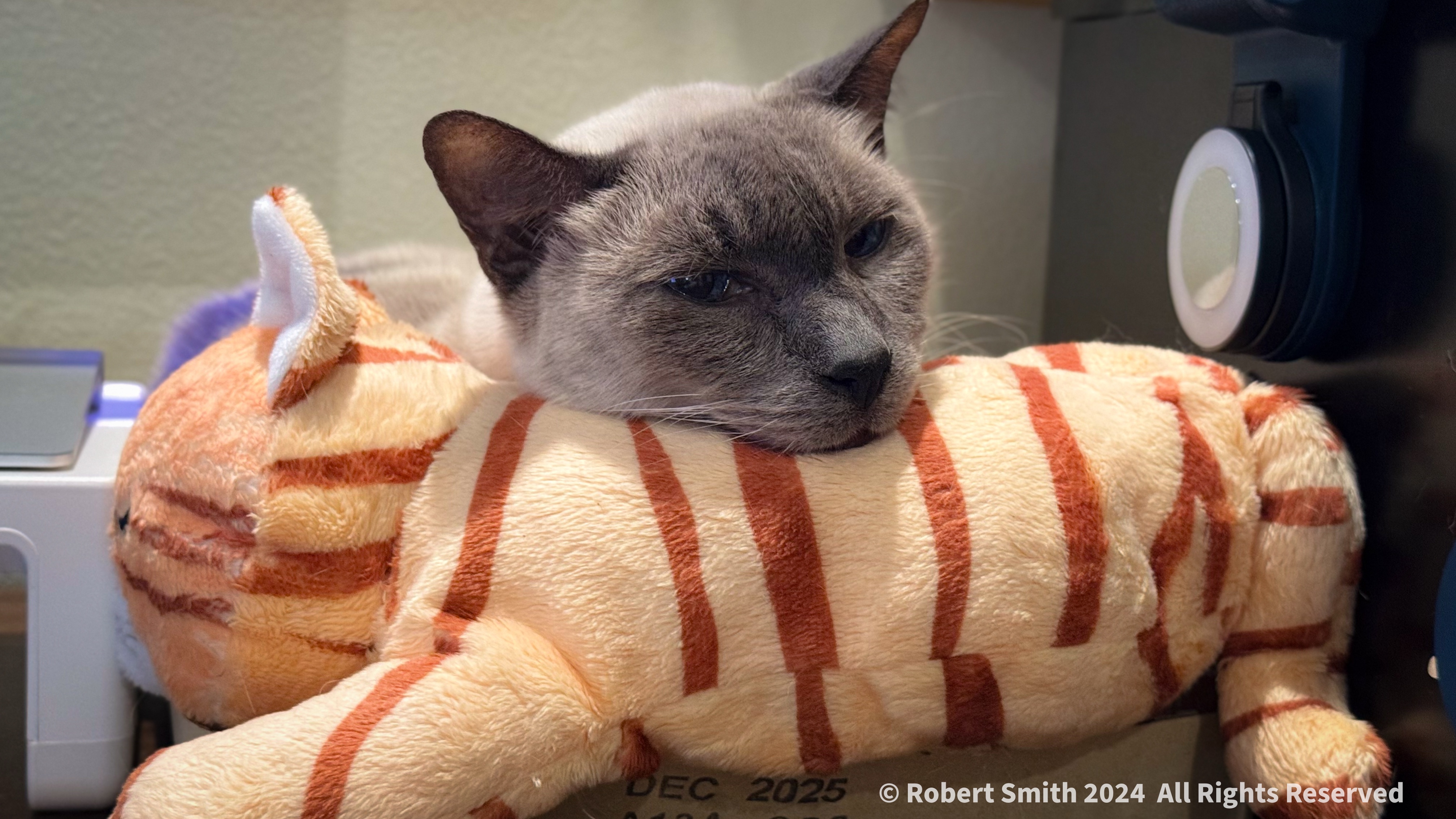 Desktop Kitty: Benny and HuggieKitty
