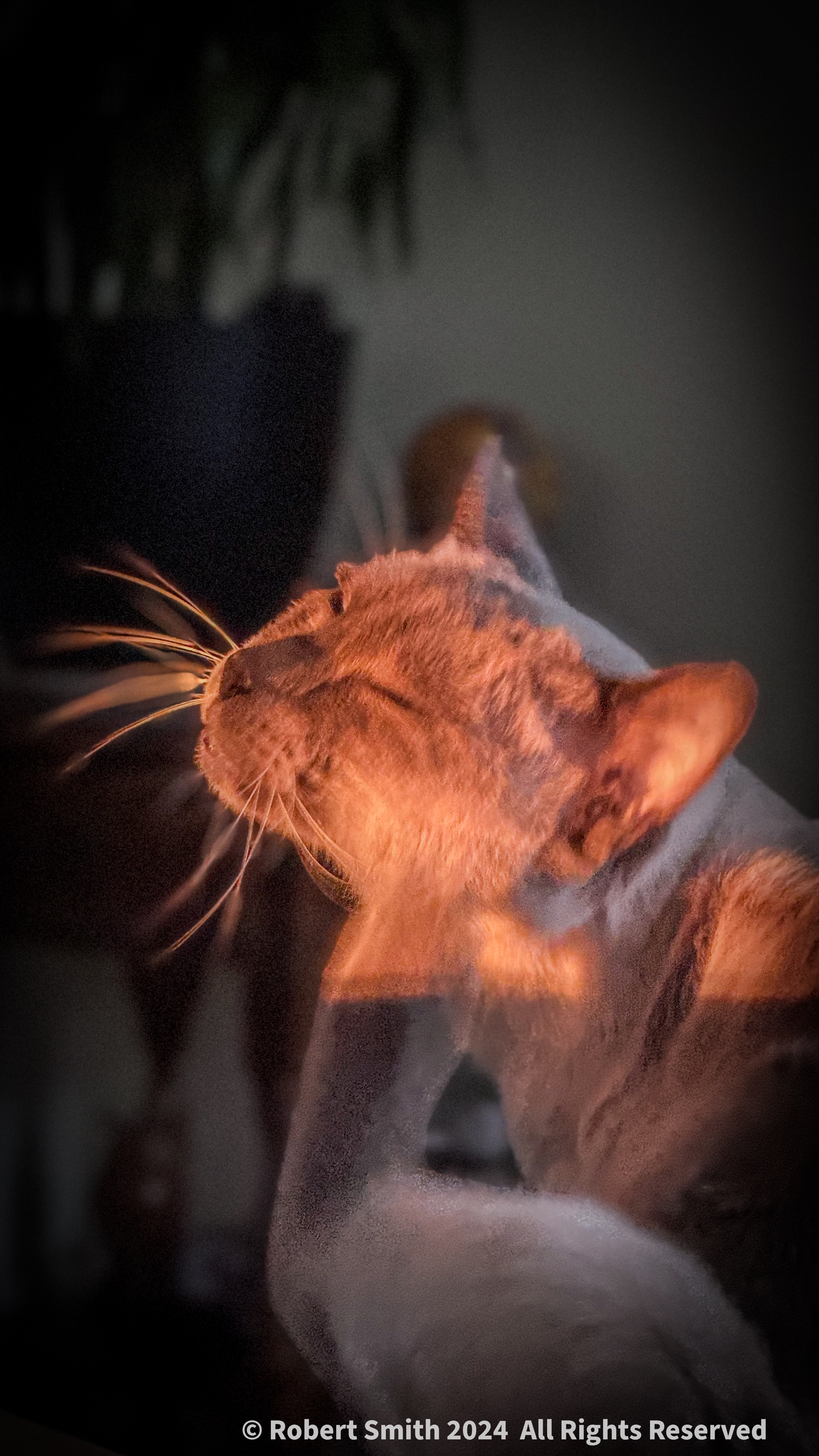 Tails of the Kitty: Basking in the Morning Glow