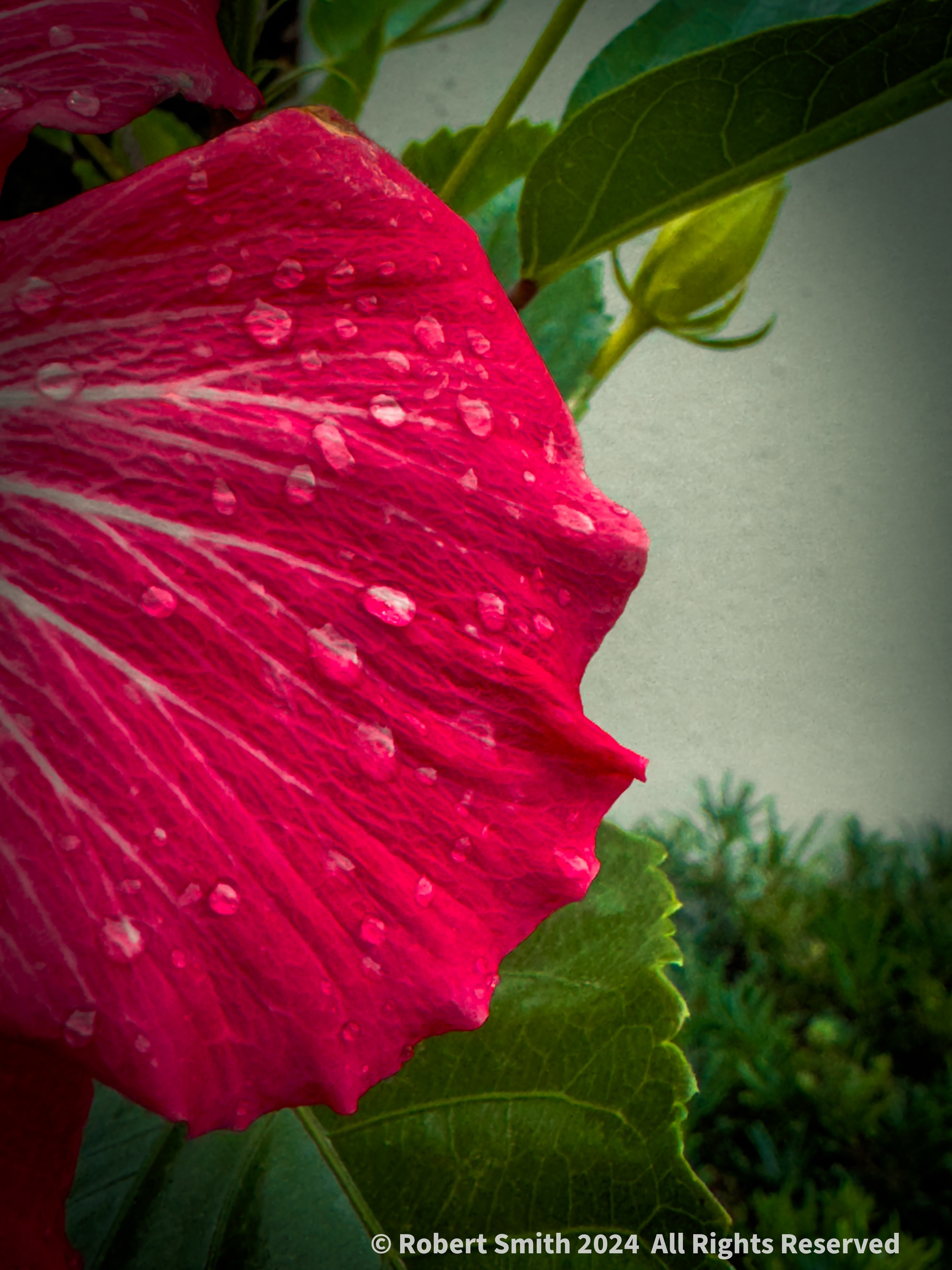 Your Flowers by Day 2024, Week 46: