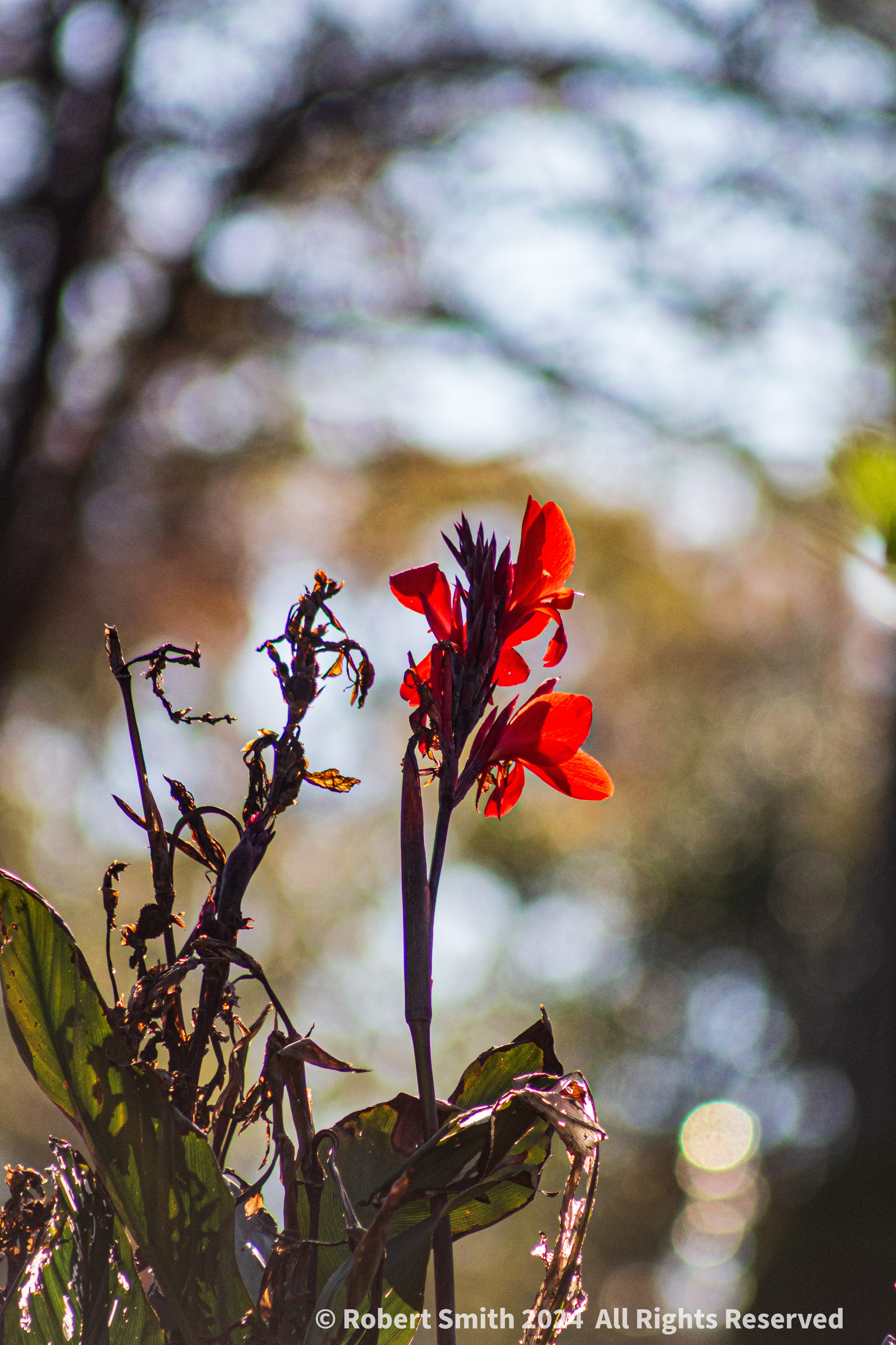 Your Flowers by Day 2024, Week 48: