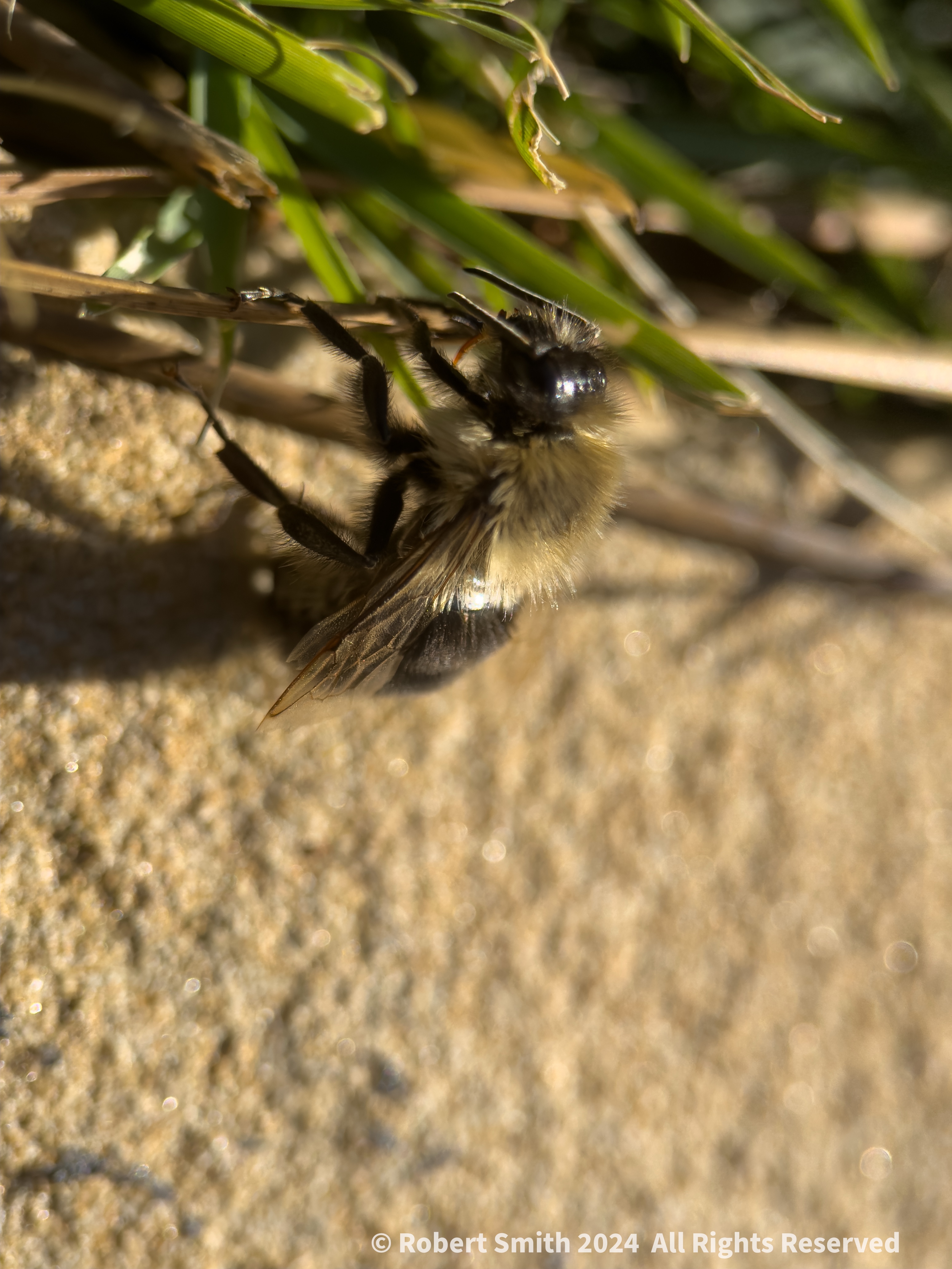 The Moment Macro: Bee on the Stone Pathway
