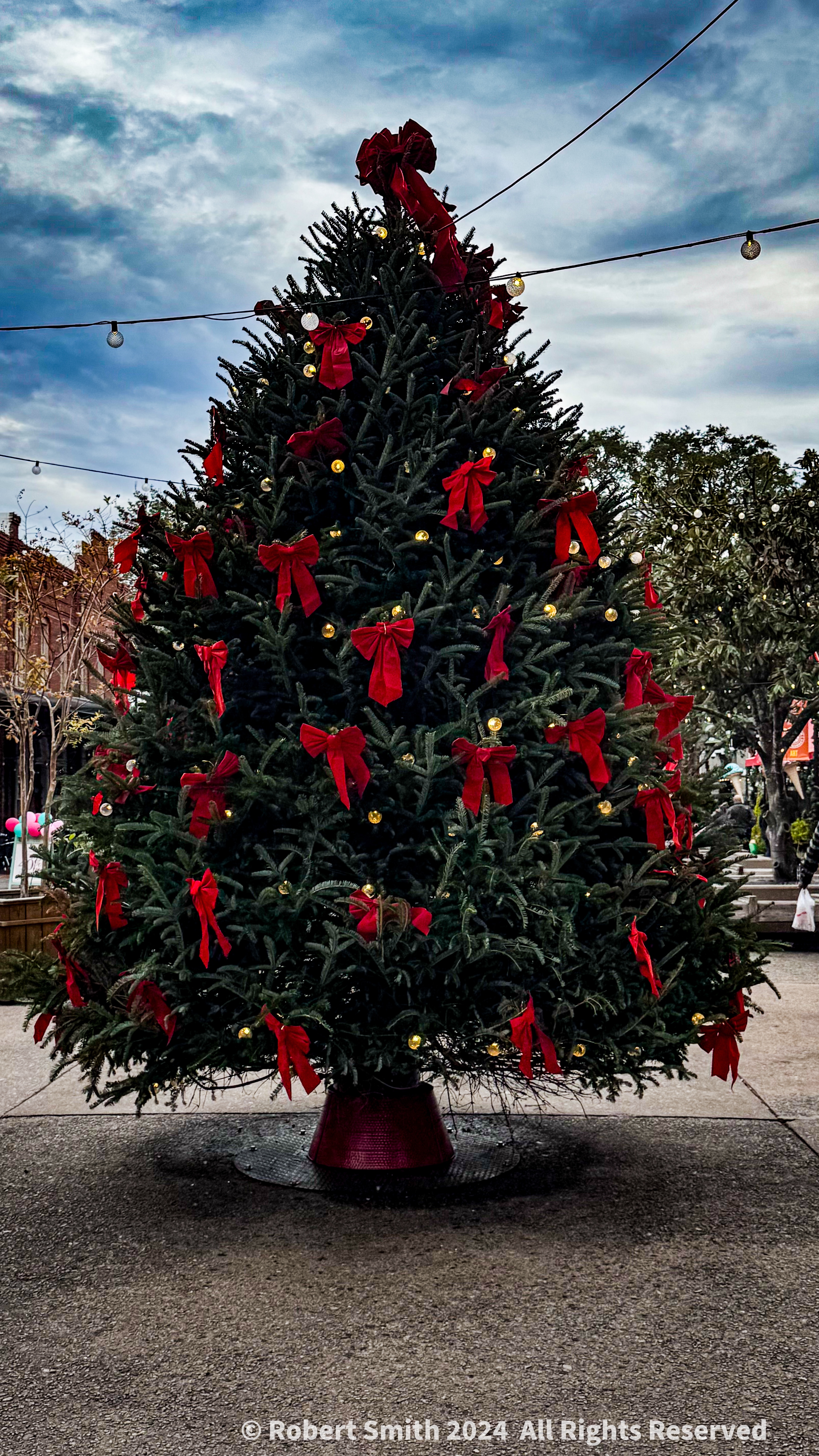Christmas Trees, Everywhere you go! #2