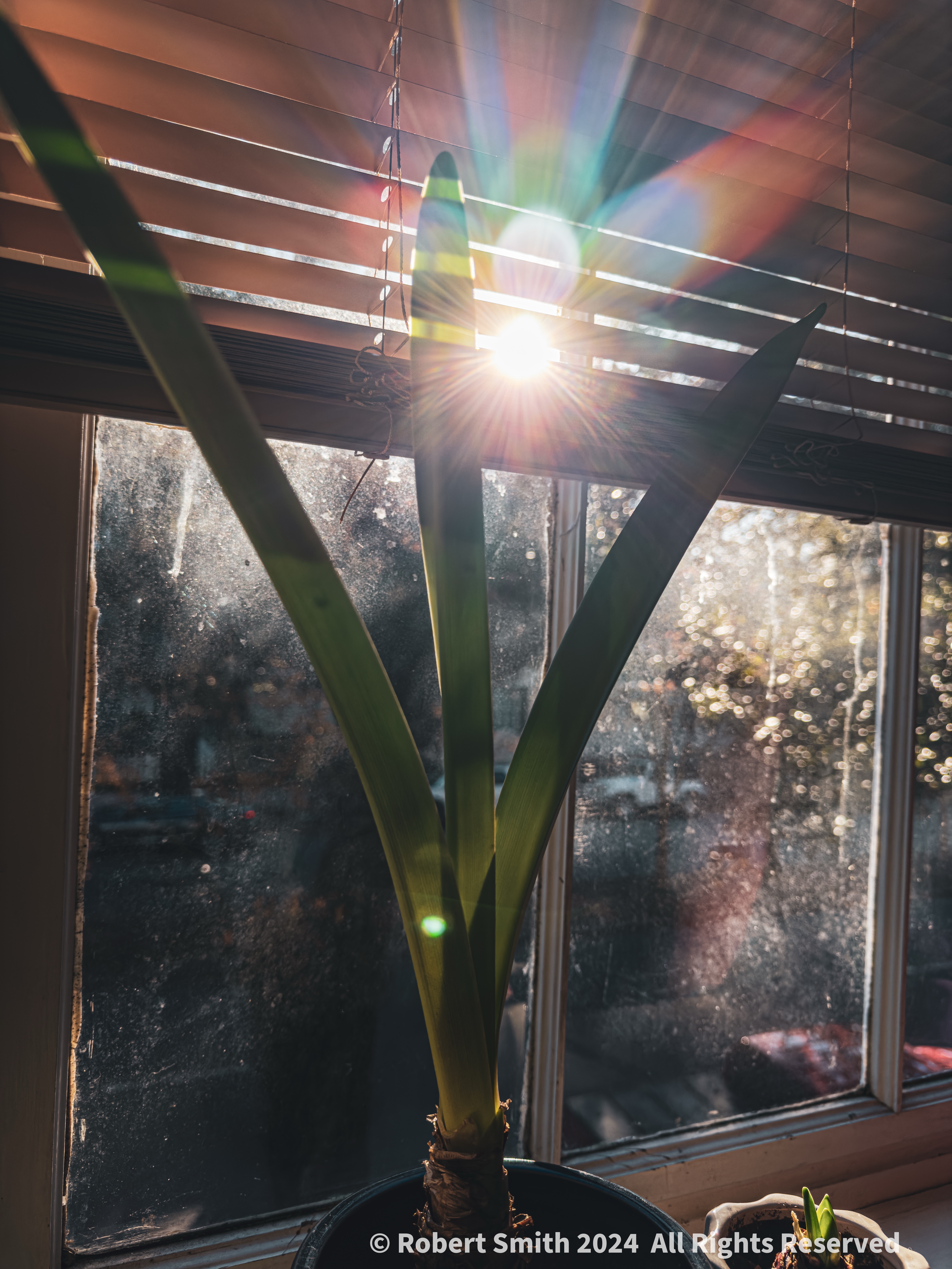 Your Flowers by Day 2024, Week 49: