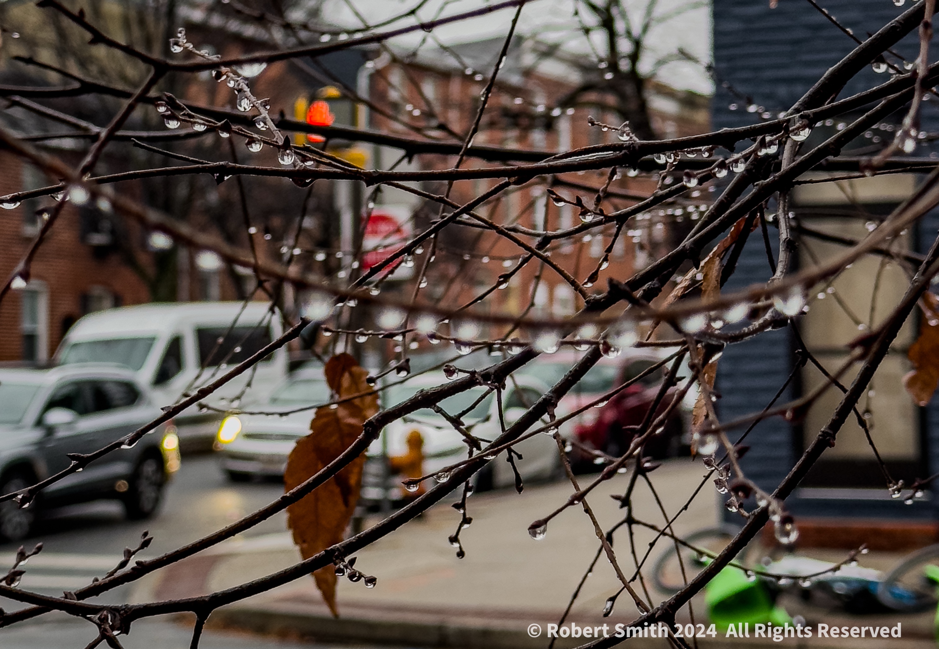 Winter Rain: Drops, Branches, Leaves