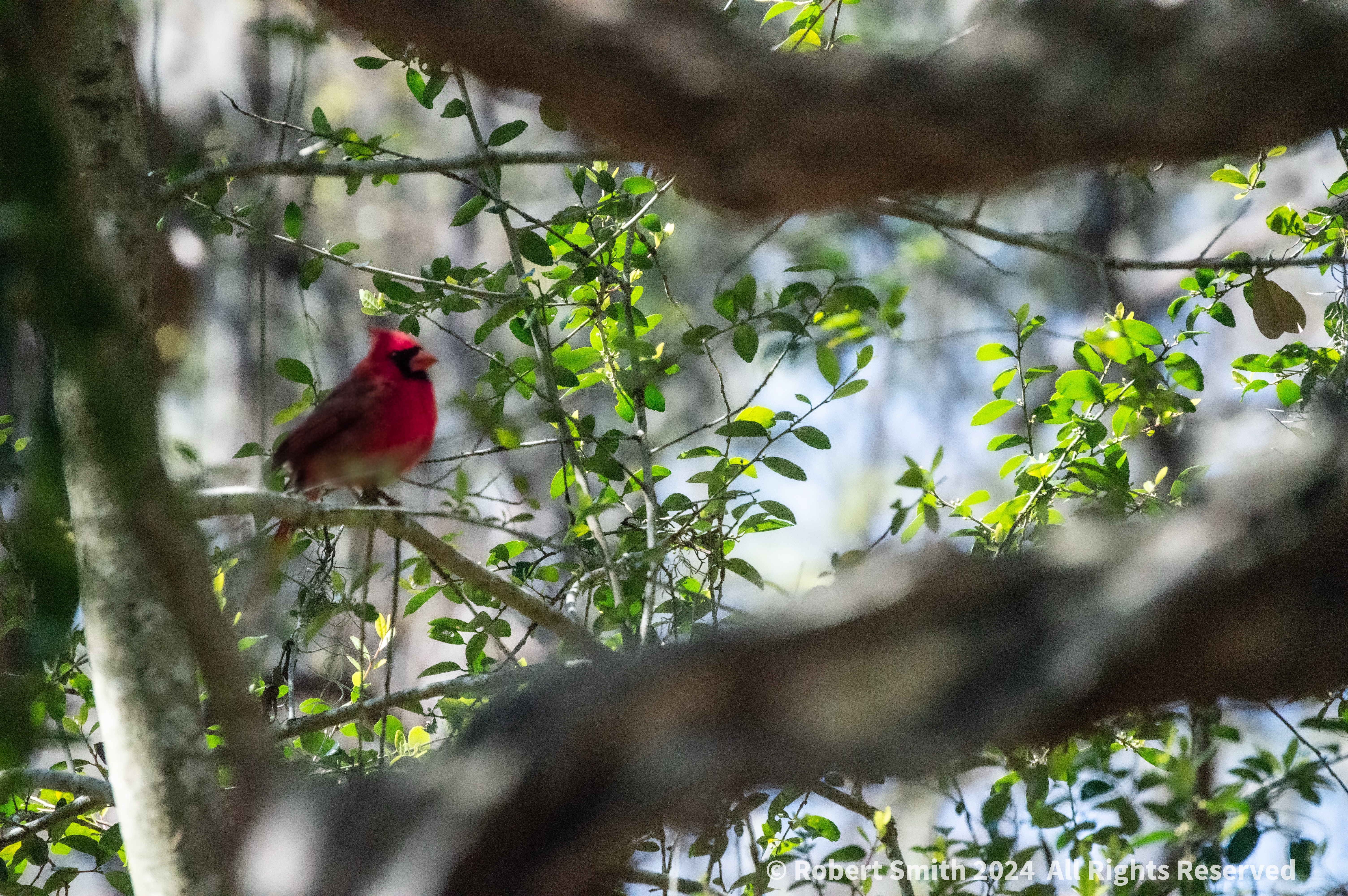 Look! A Cardinal! A New Year’s Sign!