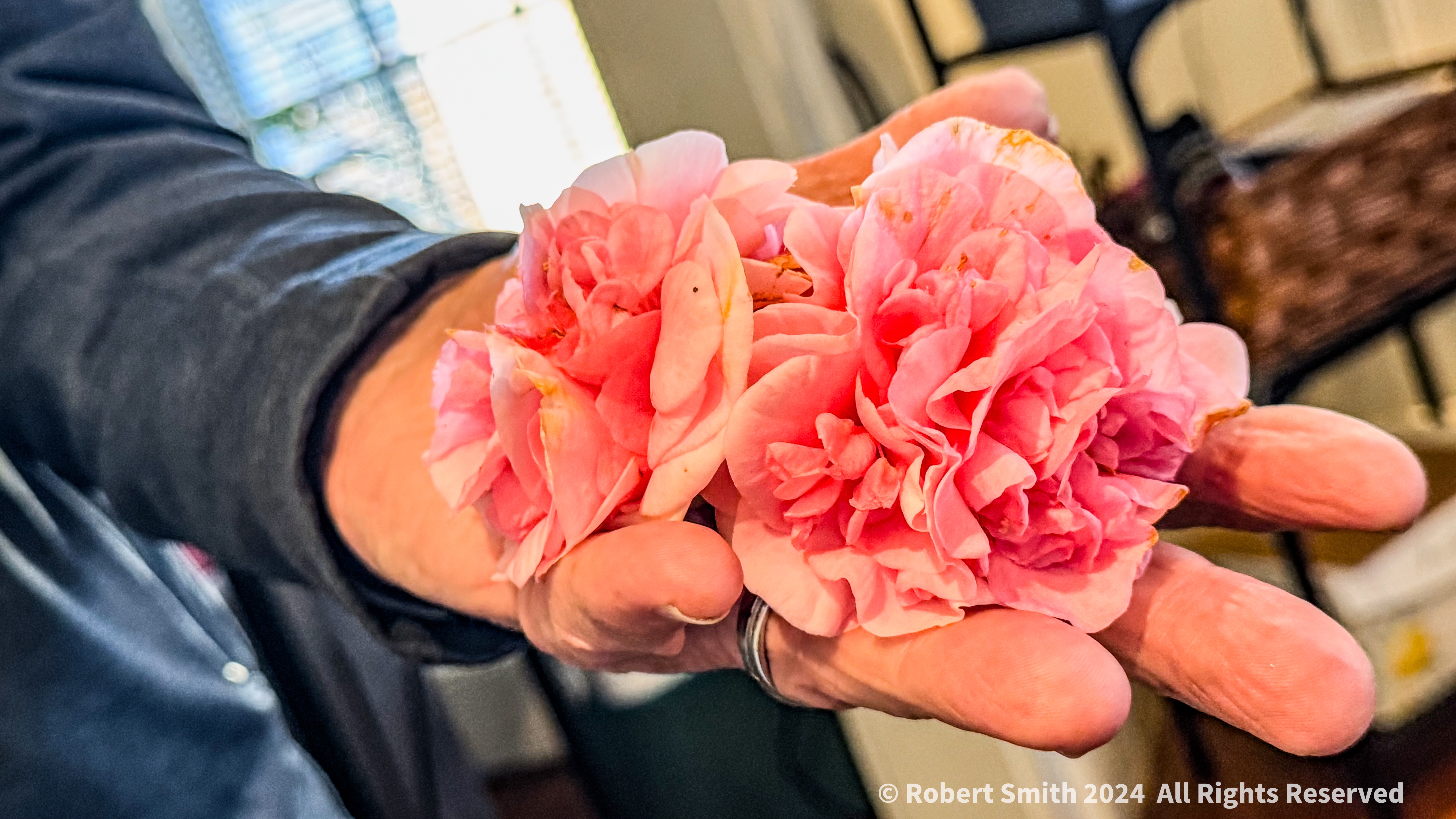 Your Flowers by Day 2025: Week 1, Camellia in Hand