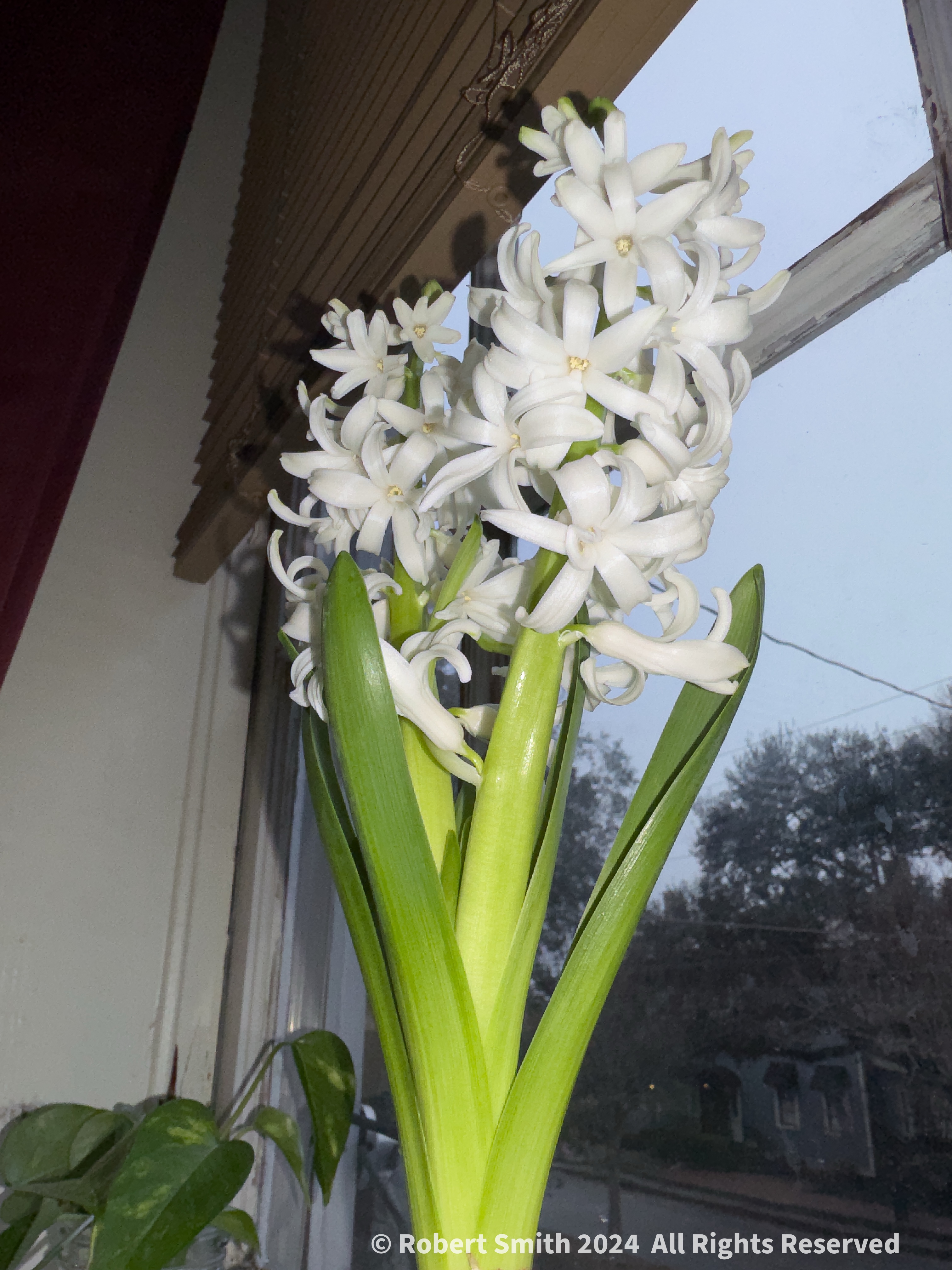 Your Flowers by Day 2025: Week 3,