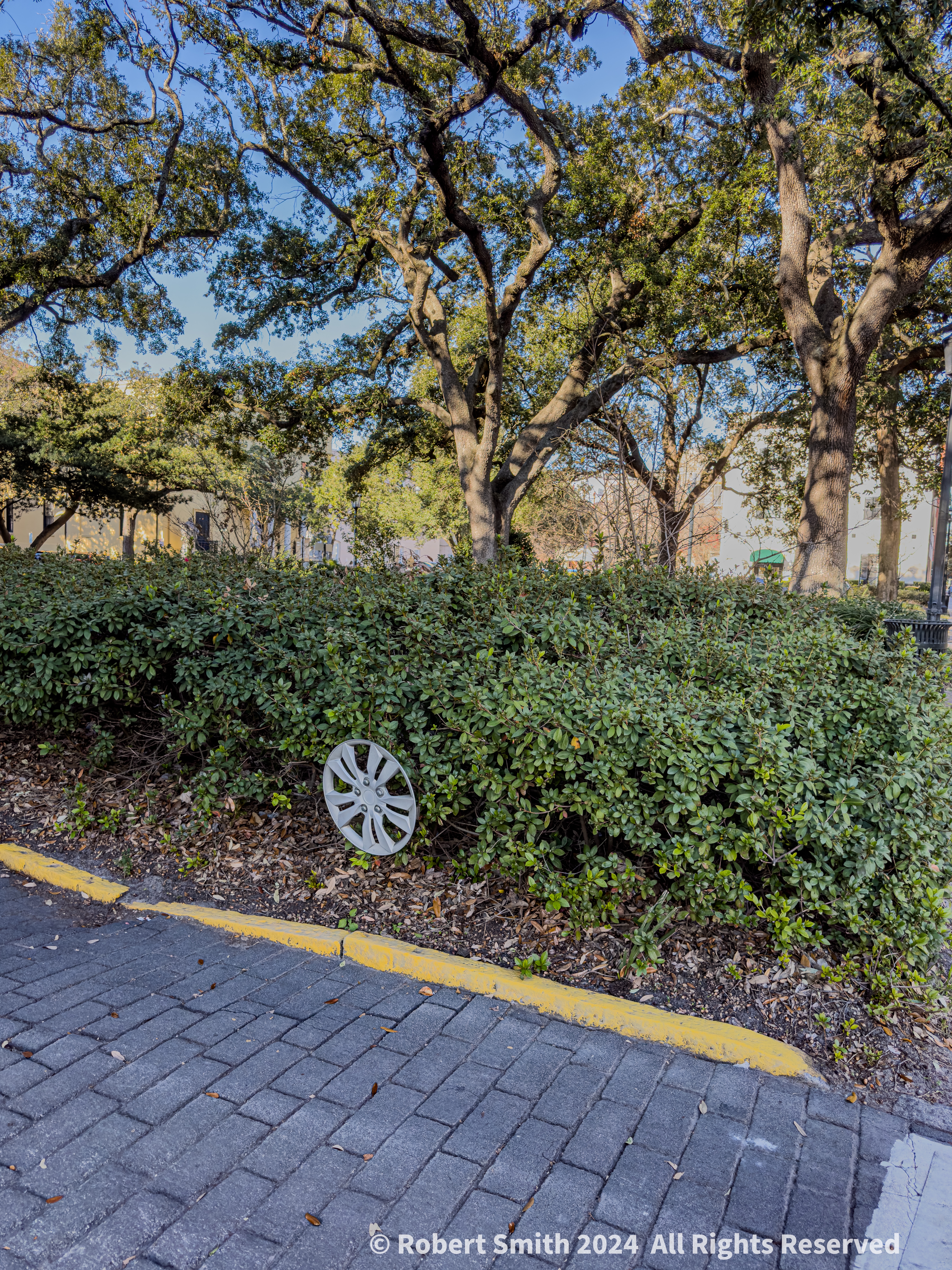 Drive by Hedging at Telfair Square