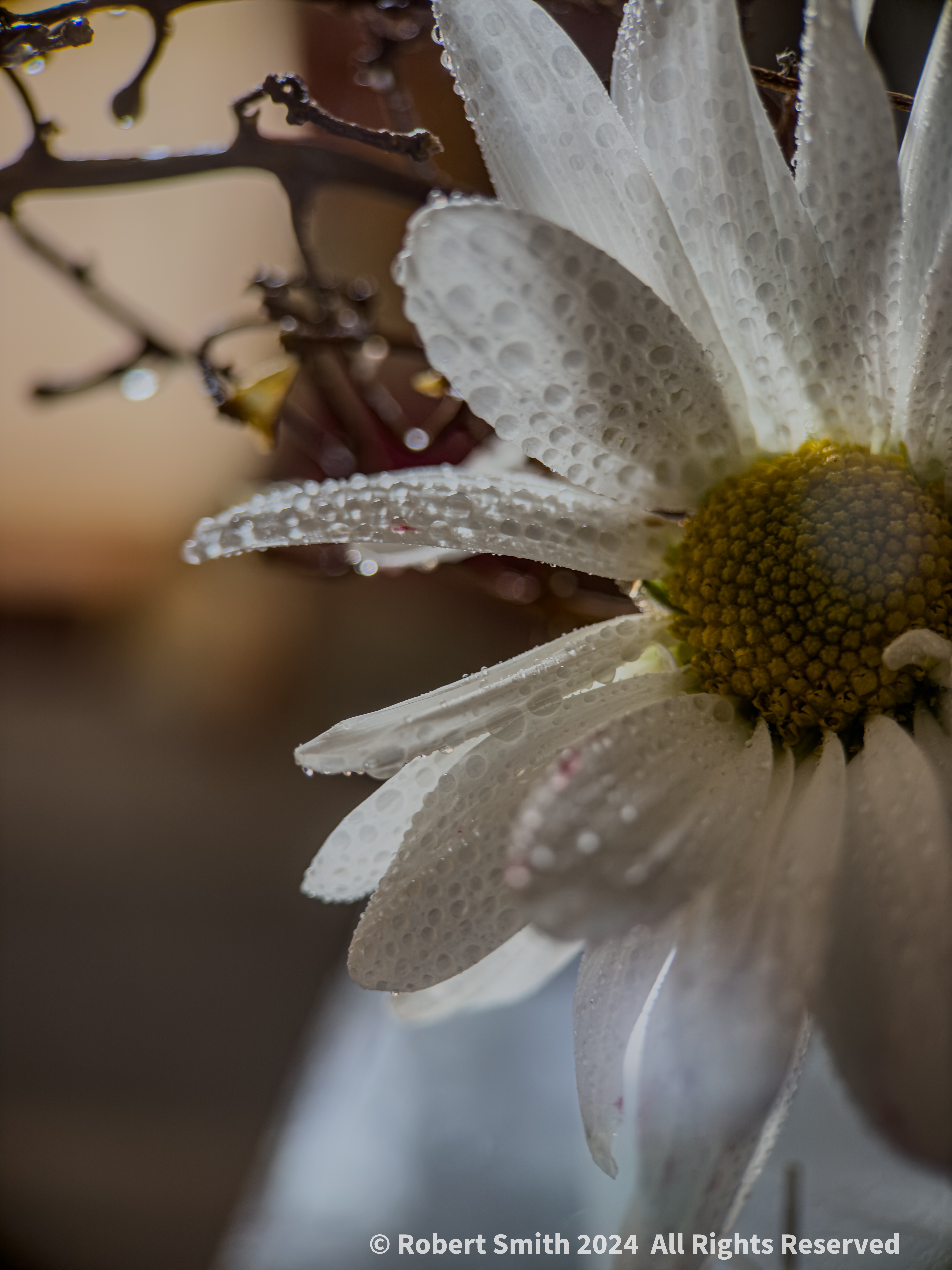 The Moment Macro: Drops on Daisy Petals