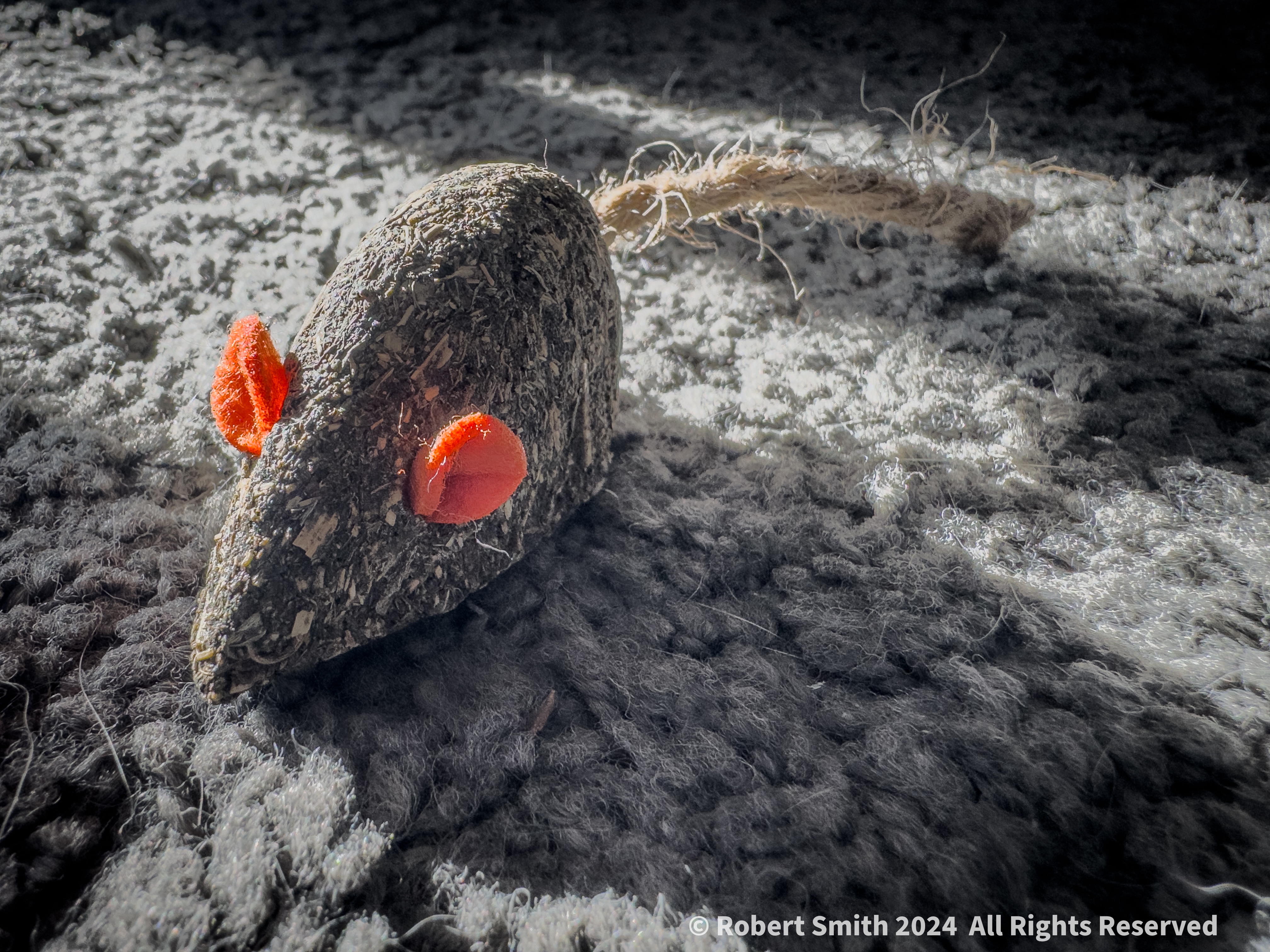 Catnip Mouse on the Prowl