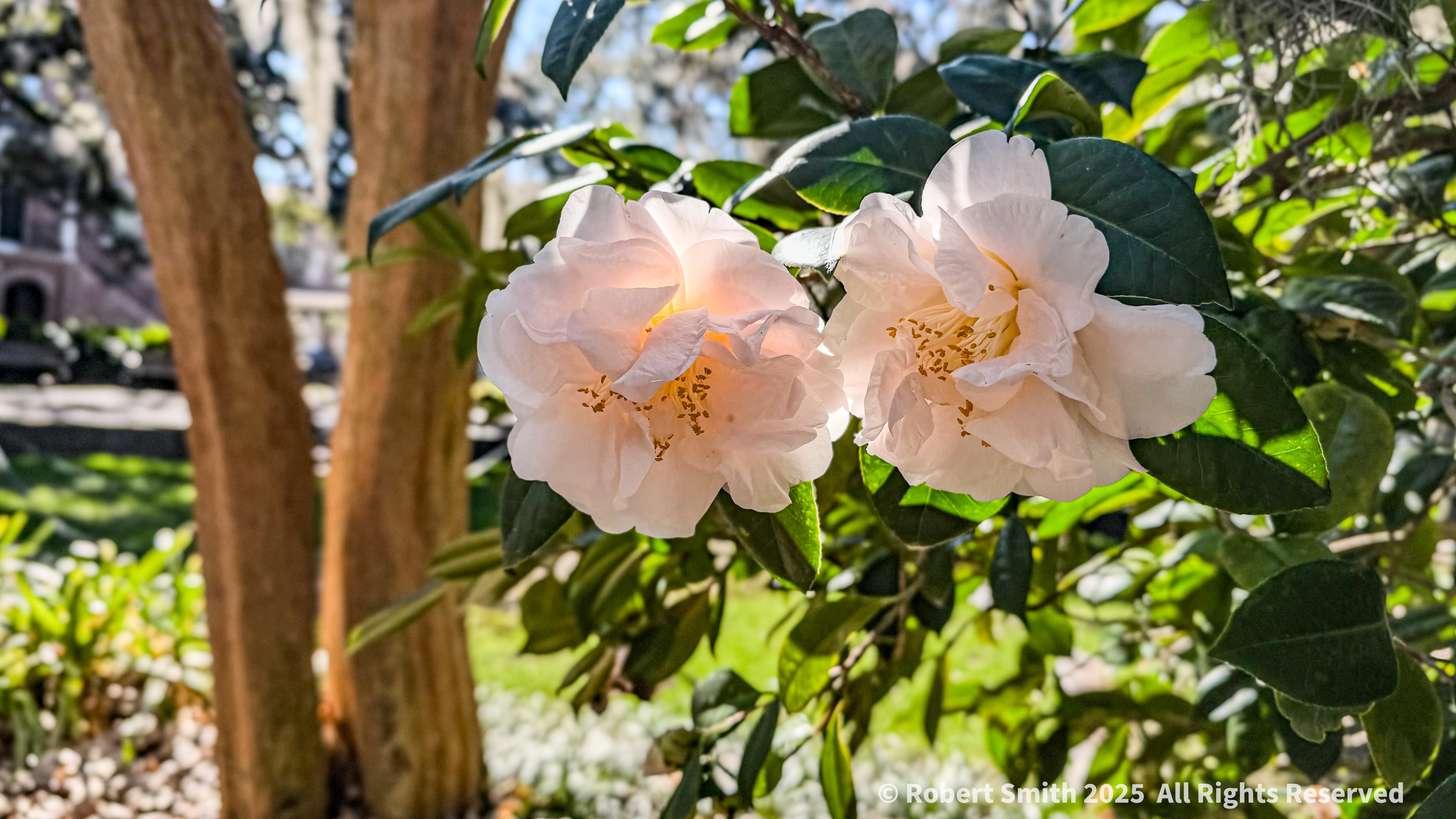 Flowers on Sunday