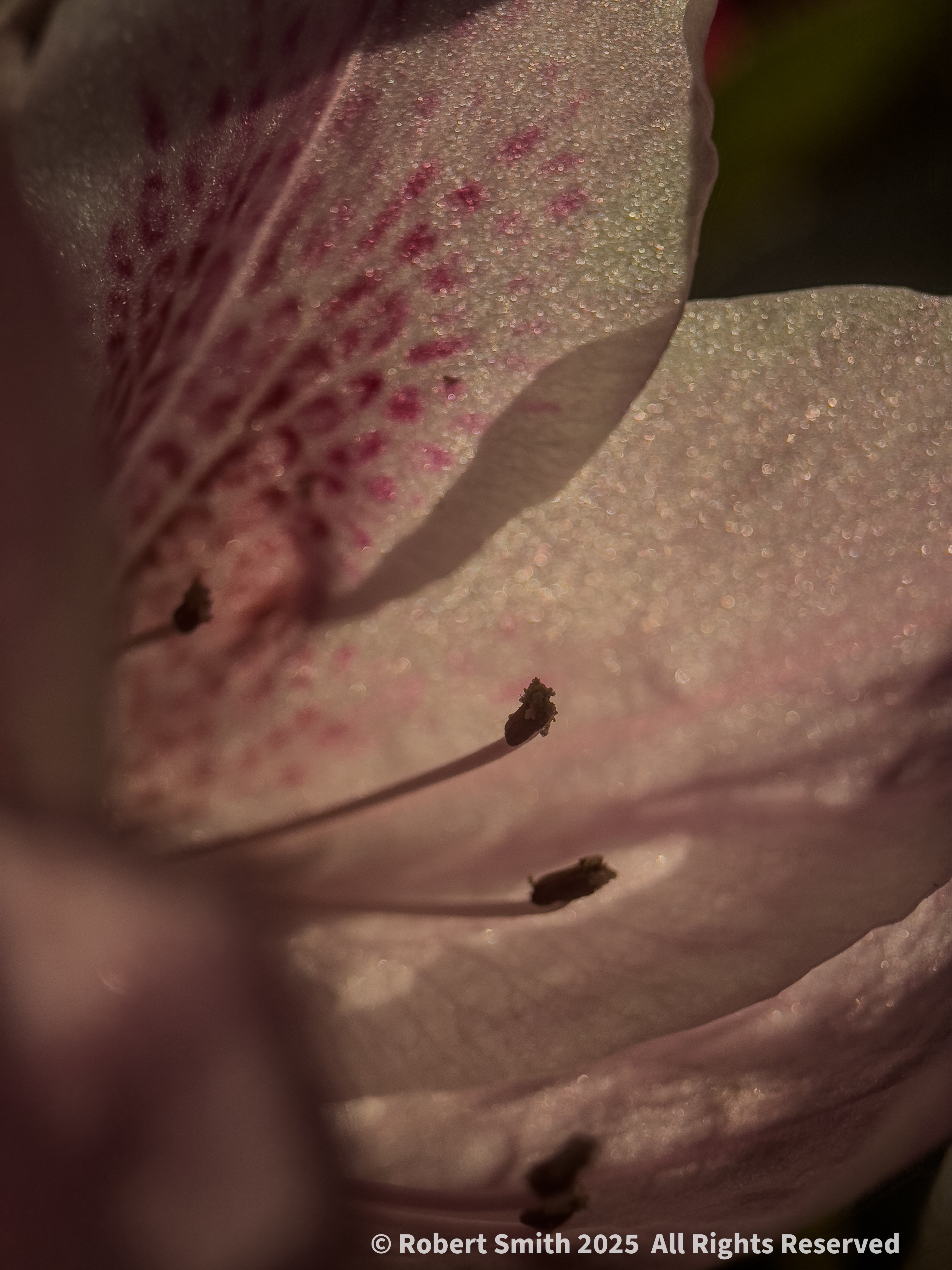 The Moment Macro: Azalea Shimmer