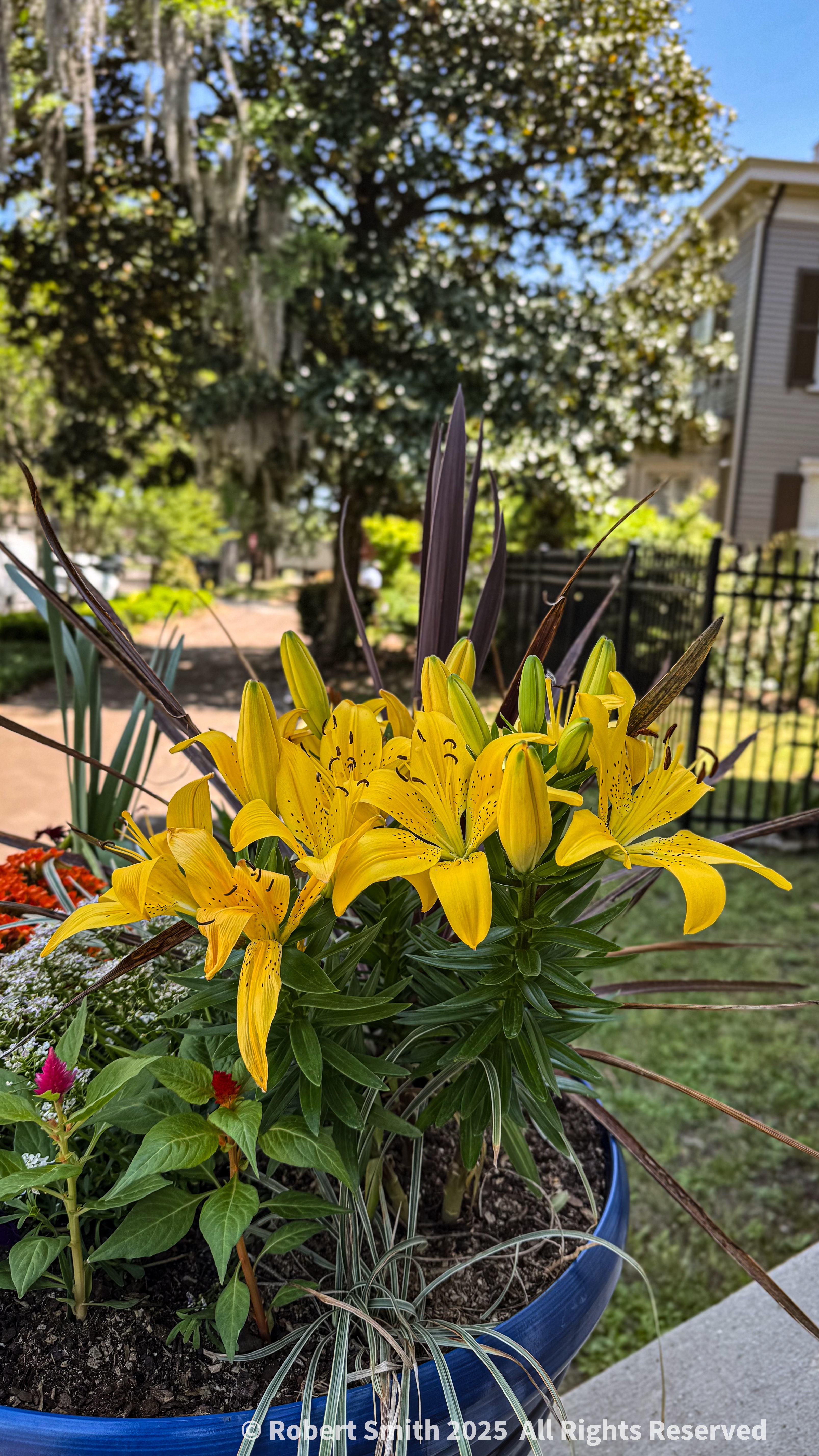 Your Flowers by Day 2025: Week 8