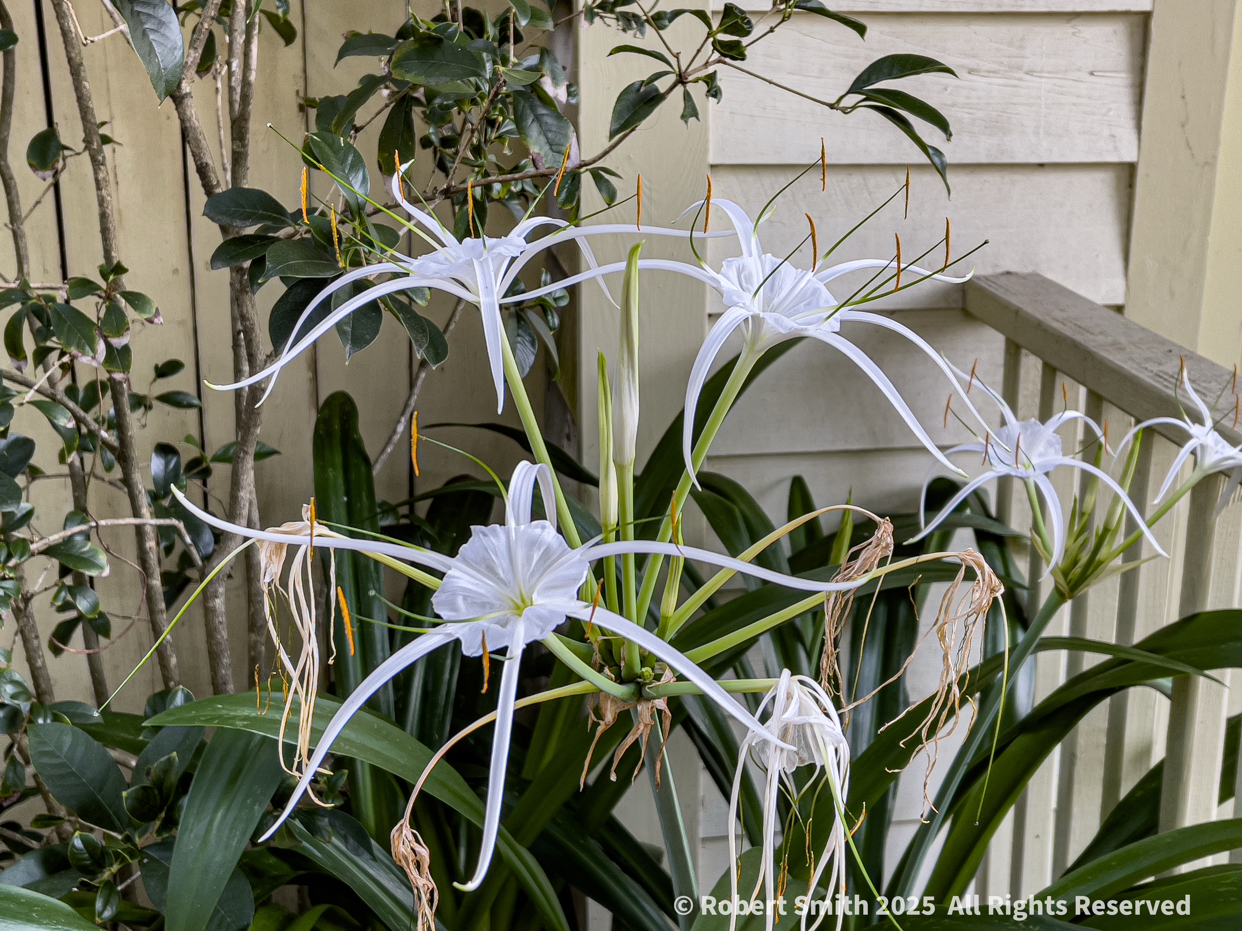 Spider Lily