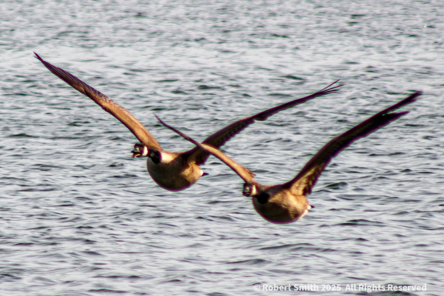 Capture Stunning Wildlife: Birds of the Air Photography