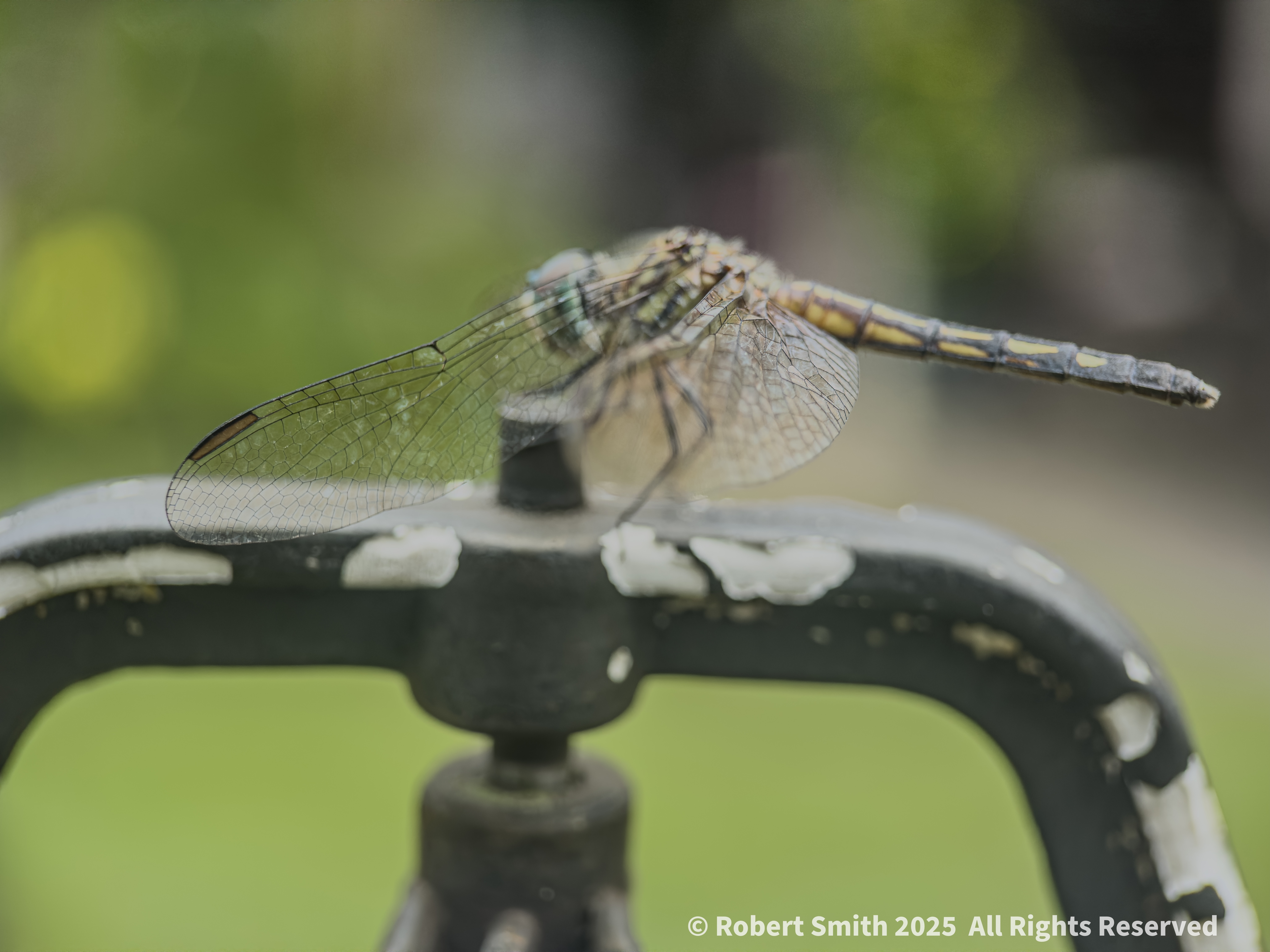 The Moment Macro: Dragonfly Wings