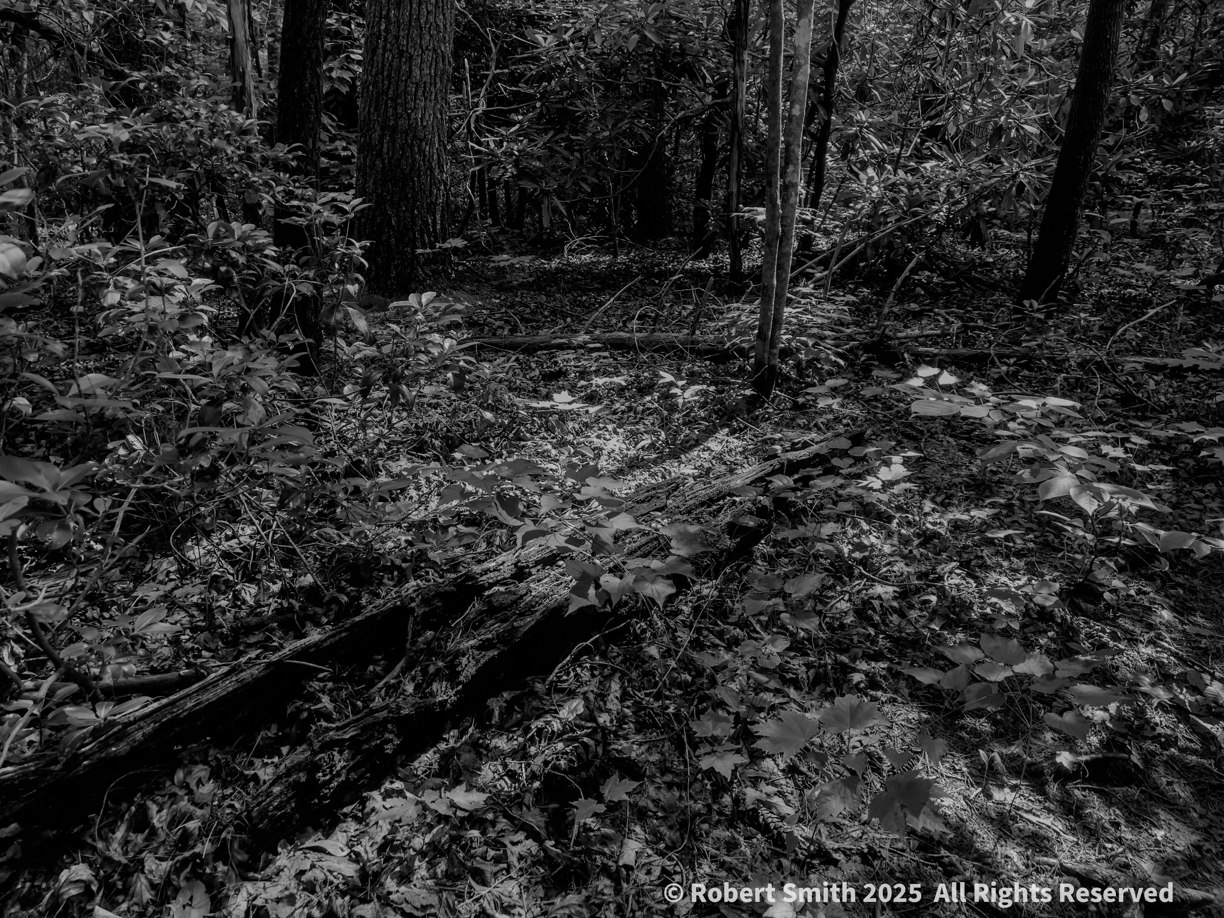 Smithgall Woods: A Walk in the Park