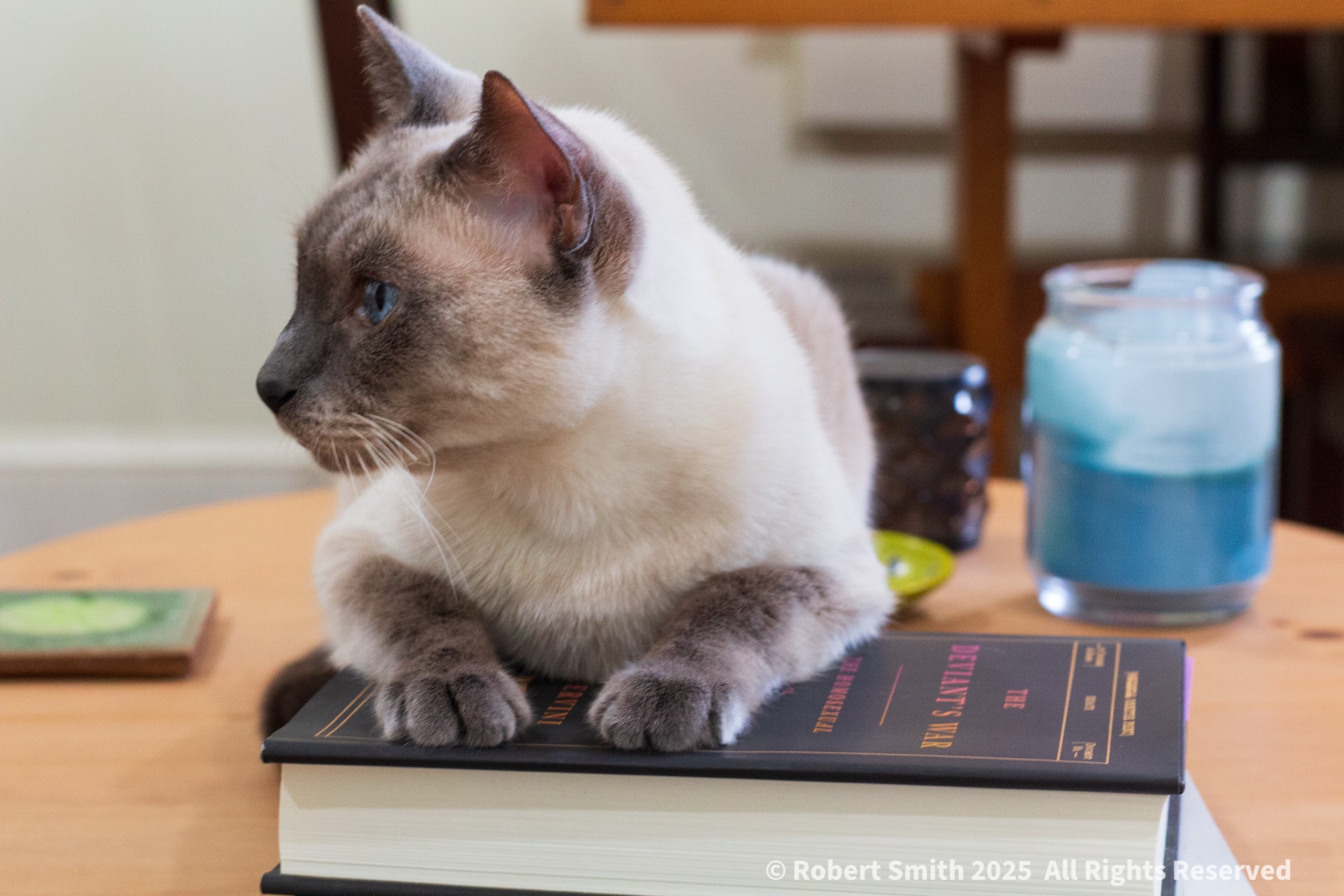 Tabletop Kitty: That’s a Good Book, Benny!