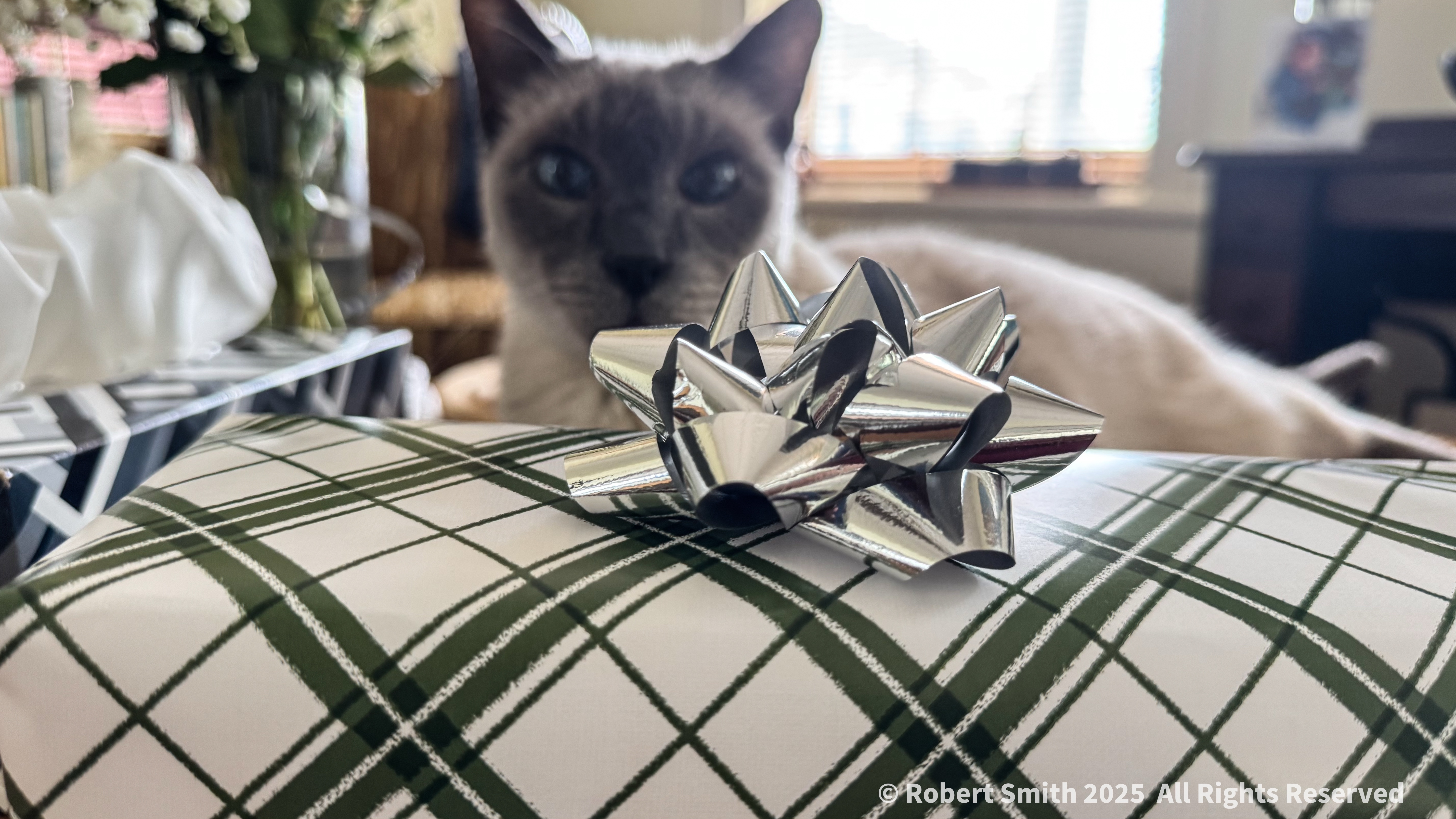 Father’s Day 2025: Cat Dad, Cat Mom