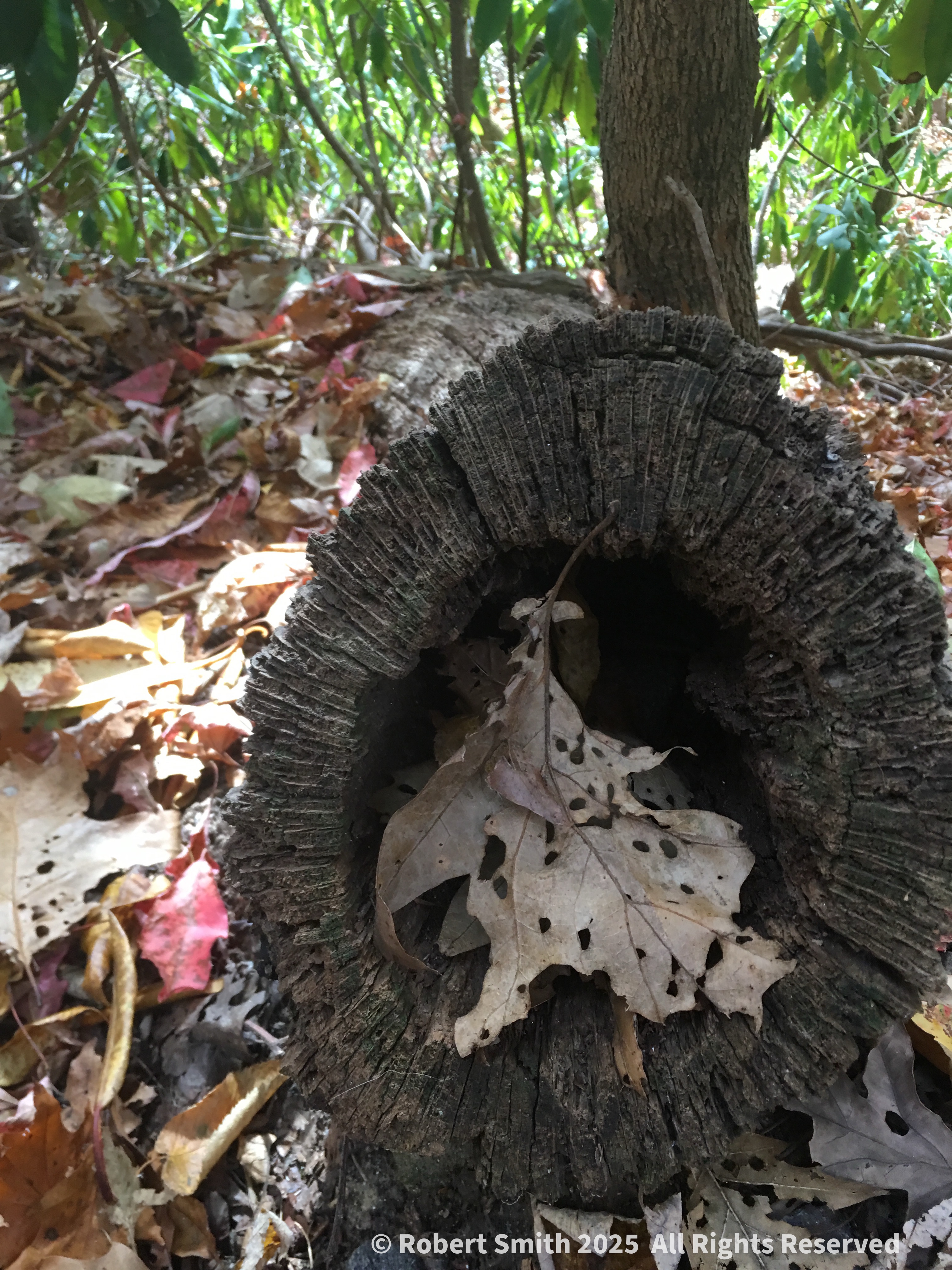 Wordless Wednesday: Weathered Log and Leaf