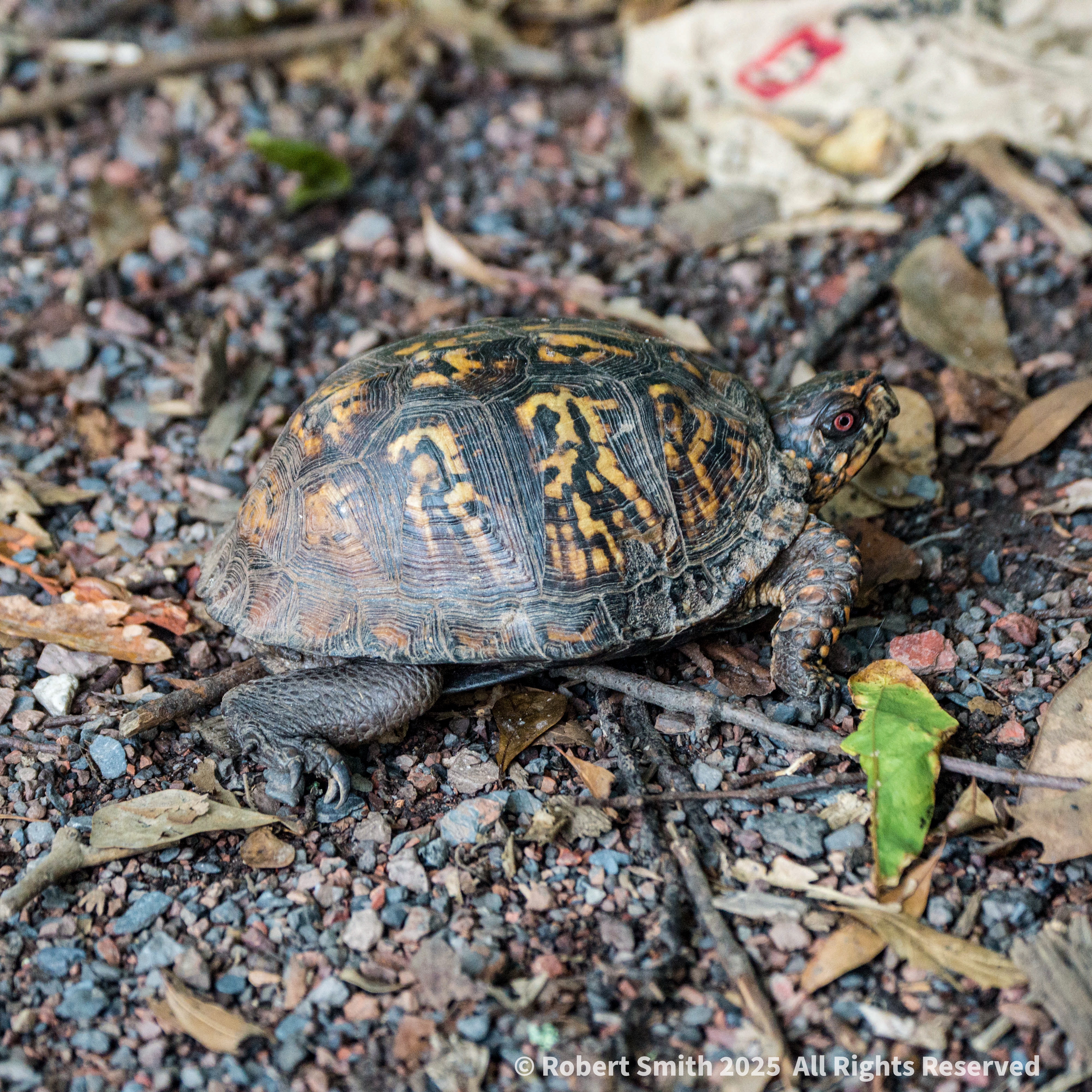 Tortoise Eyes #26