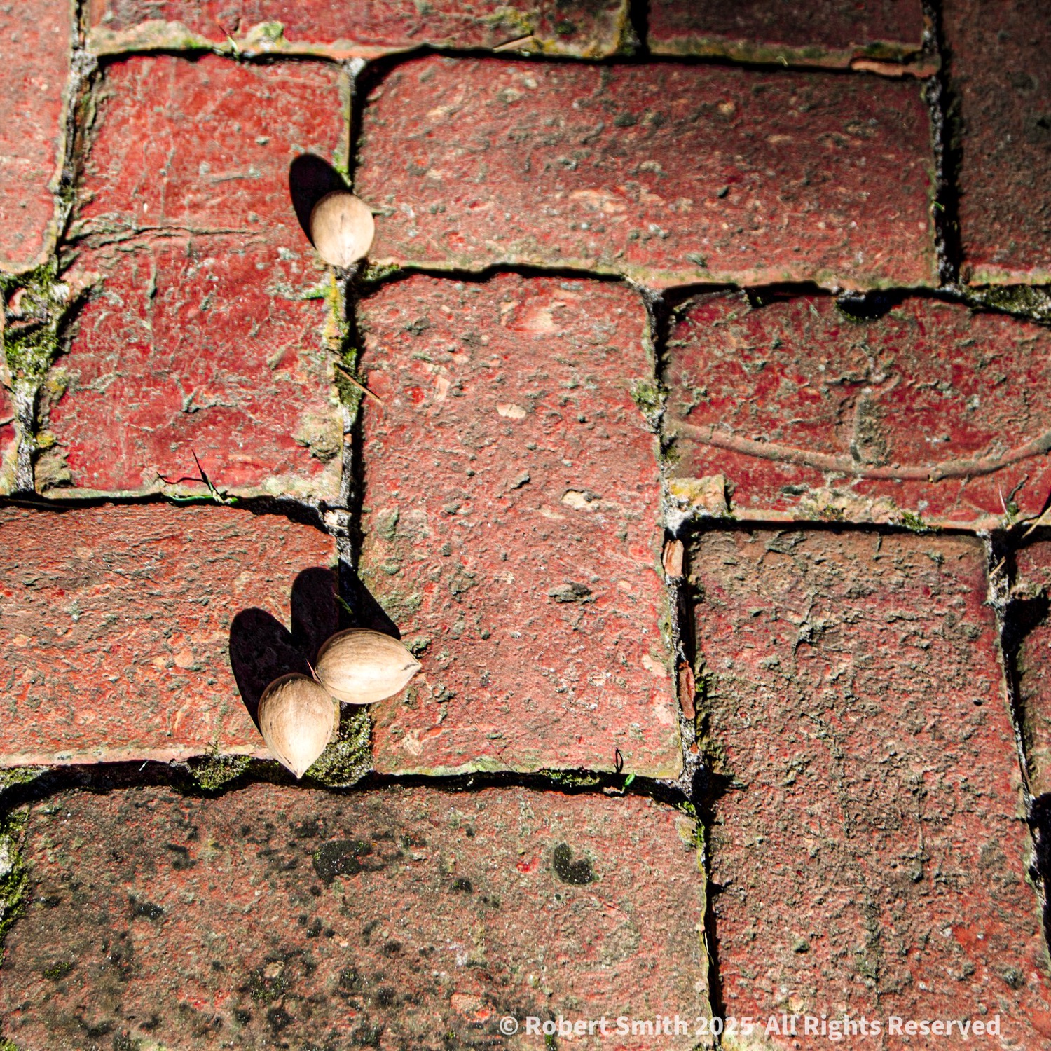 Brick and Pecans #24