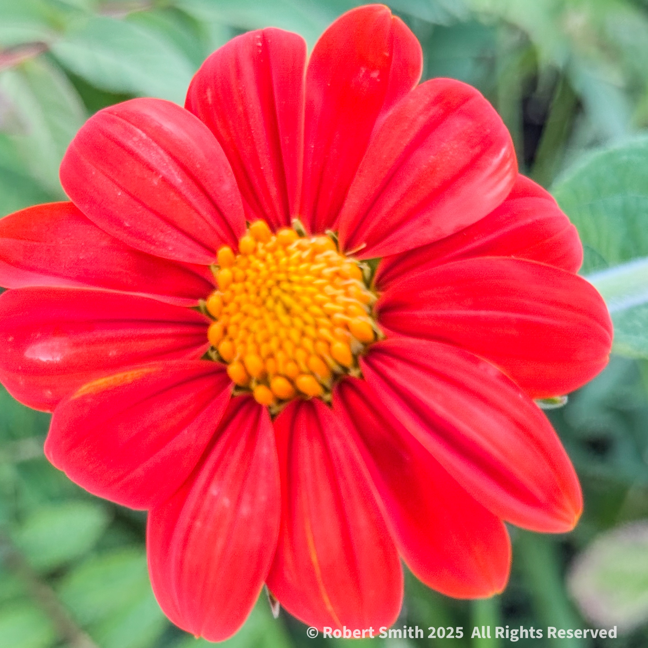 Sunflower Mexican Red #2