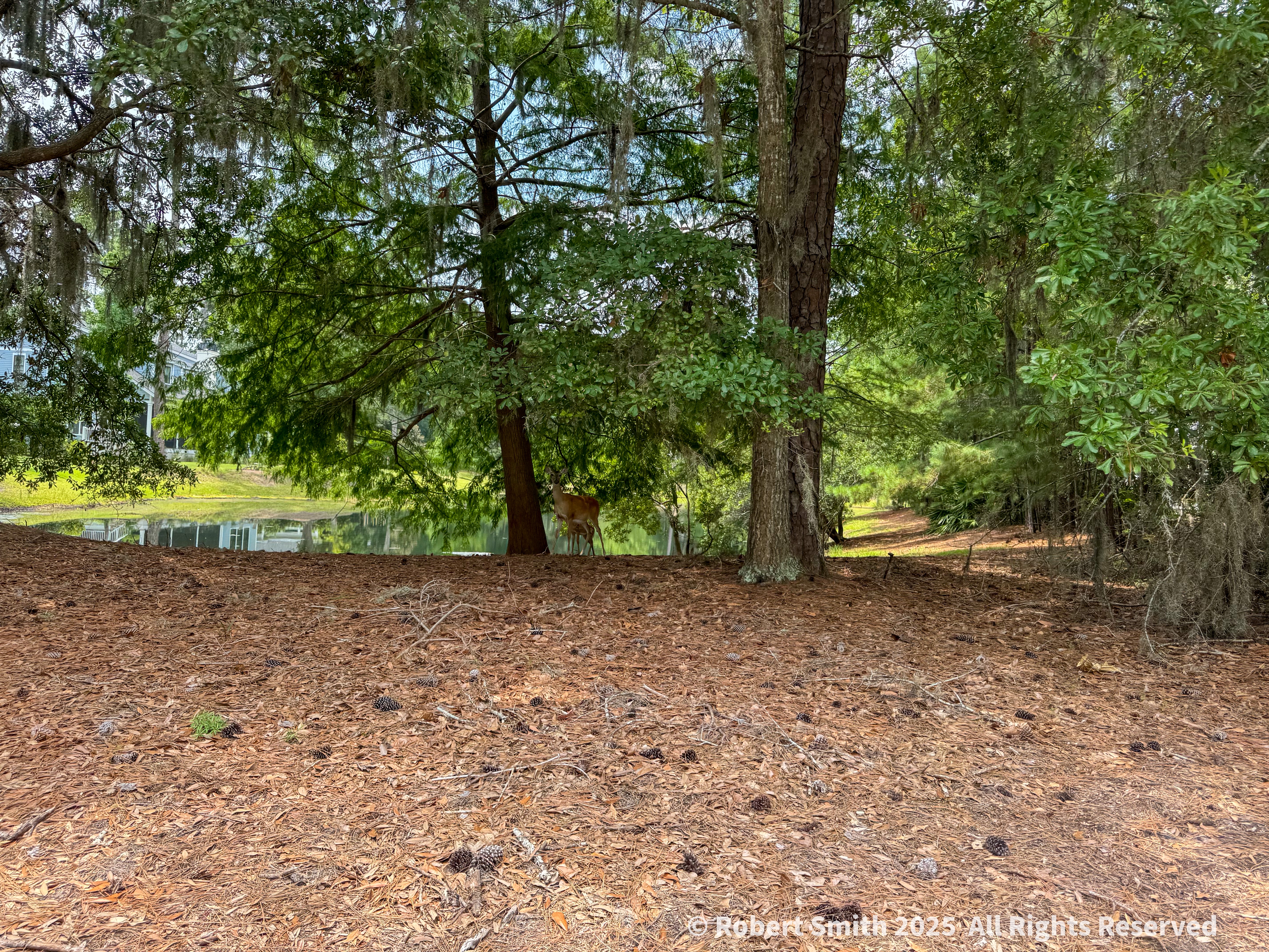 Wordless Wednesday: Oh, Deer! Quietly Grazing.