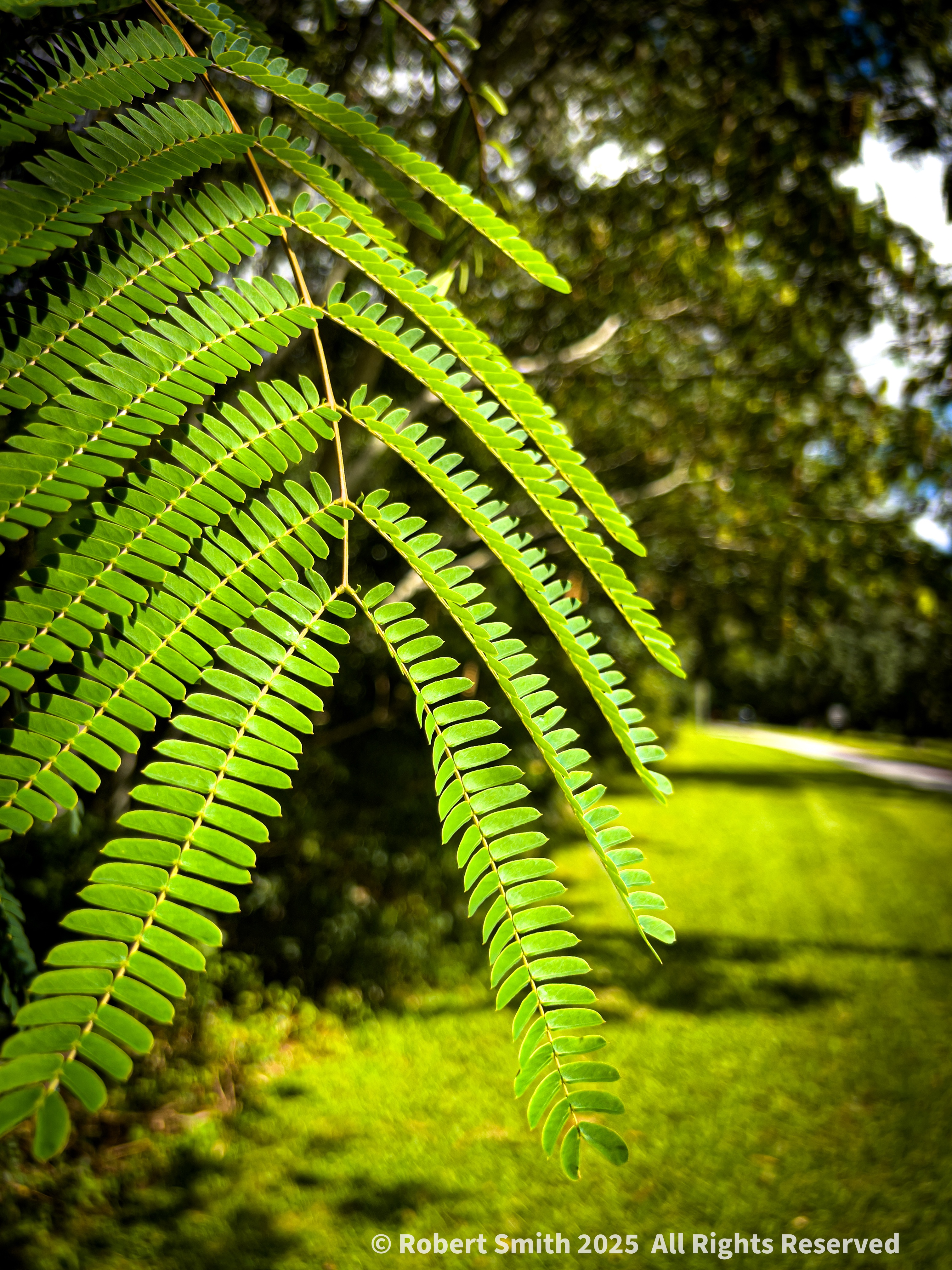 Mimosa in the Breeze