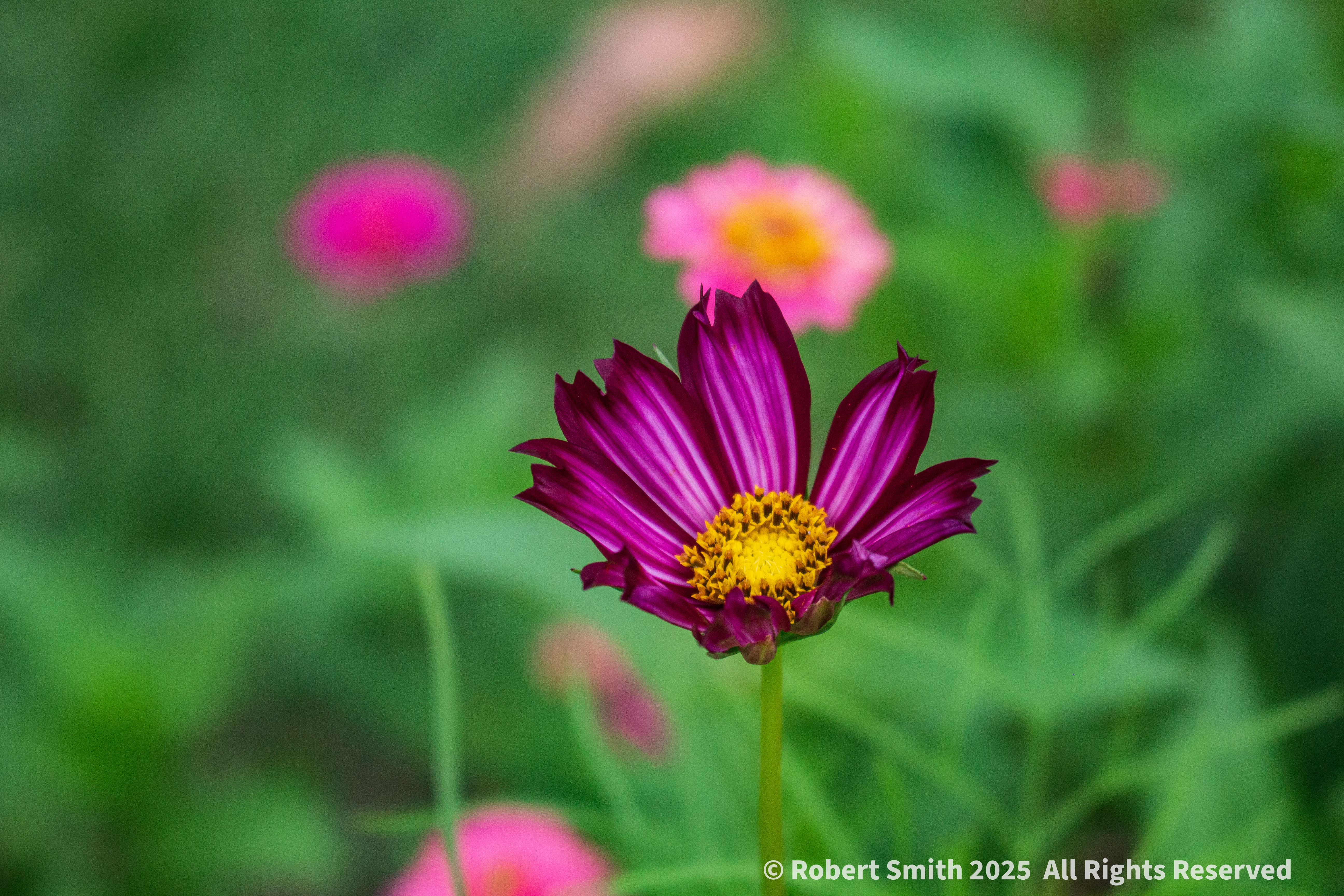 World Photography Day 2025: Garden Cosmos