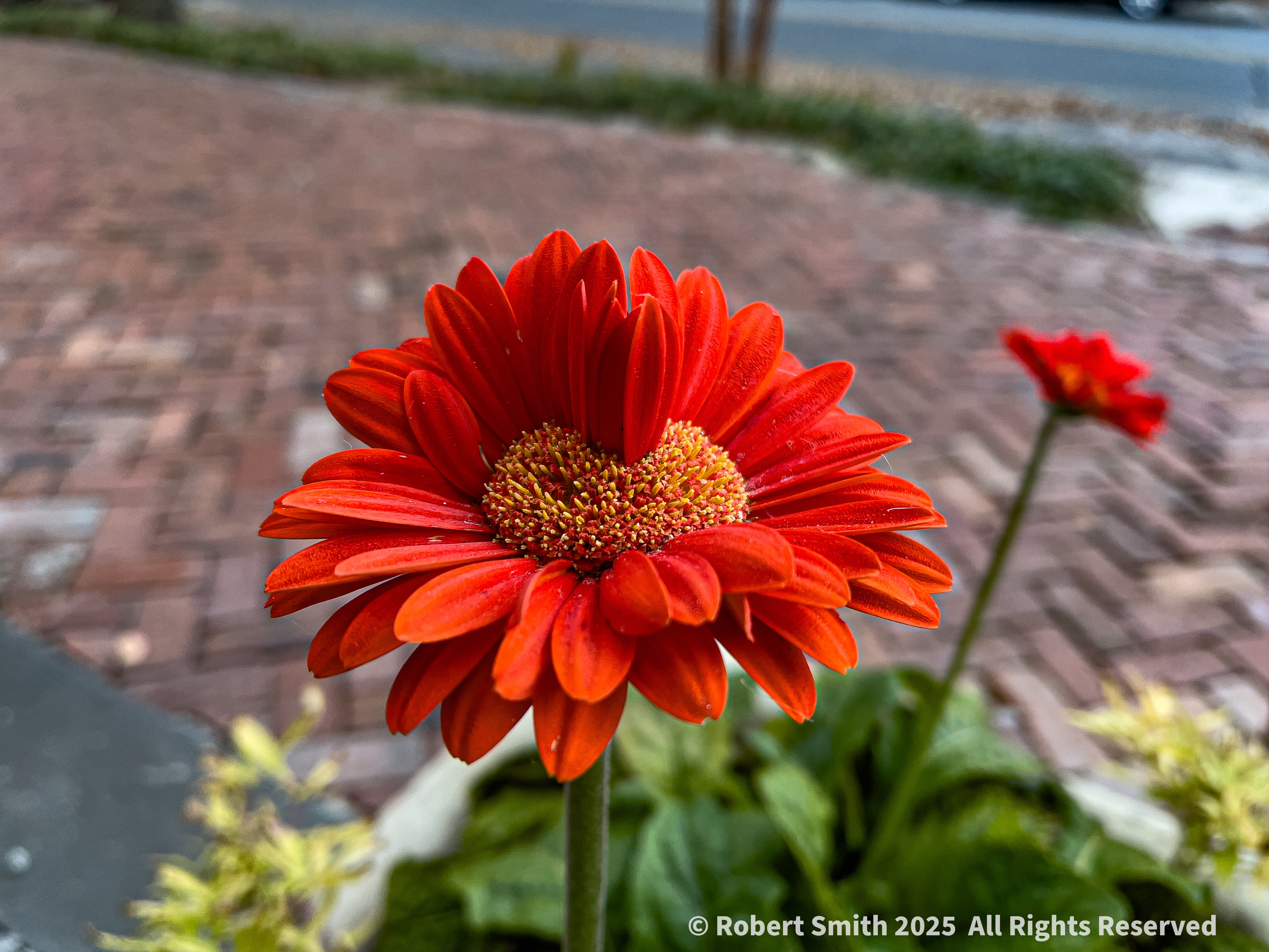 Your Flowers by Day 2025: Week 19