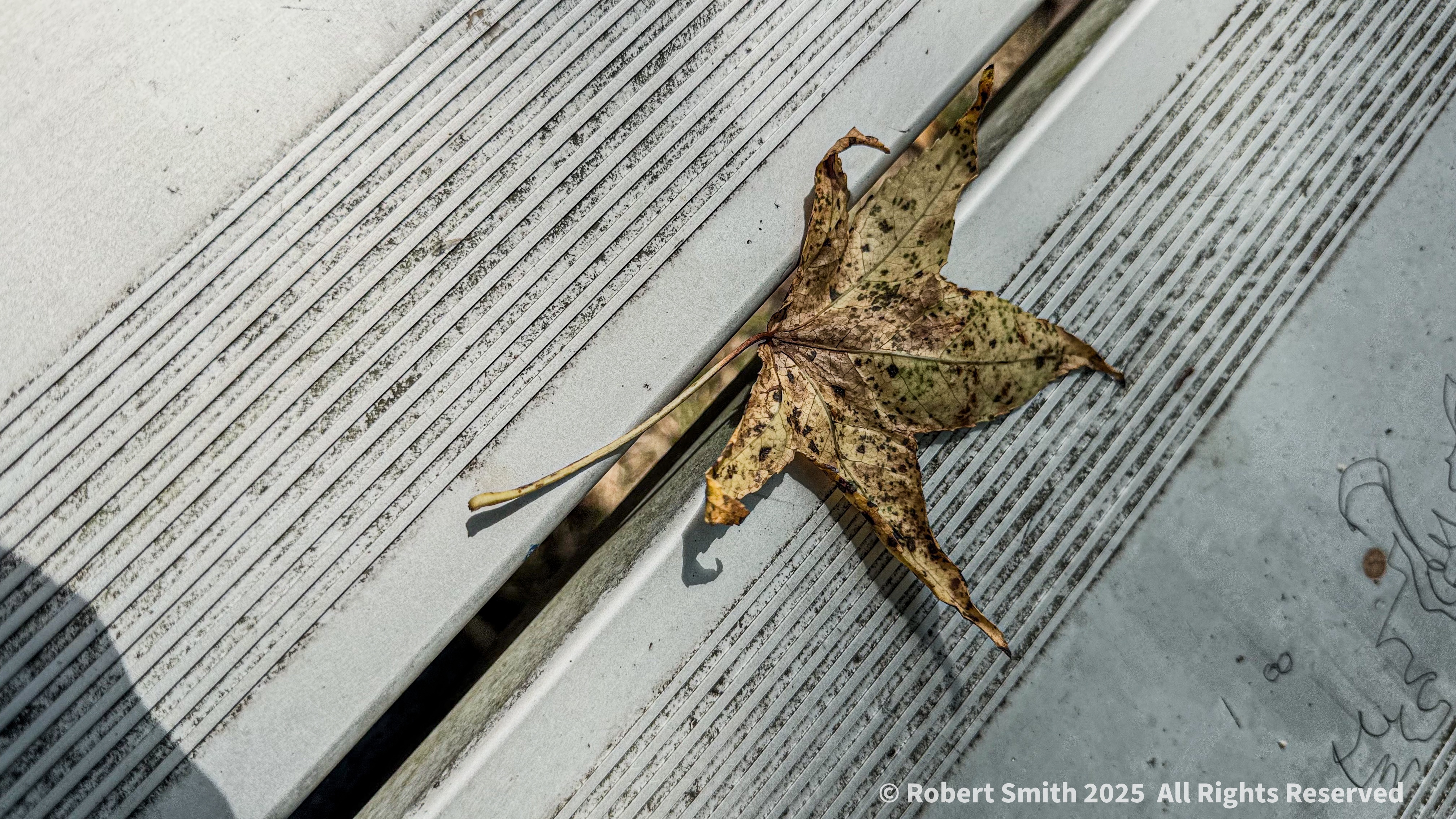 Just Like Fall: Leaves on Park Bench