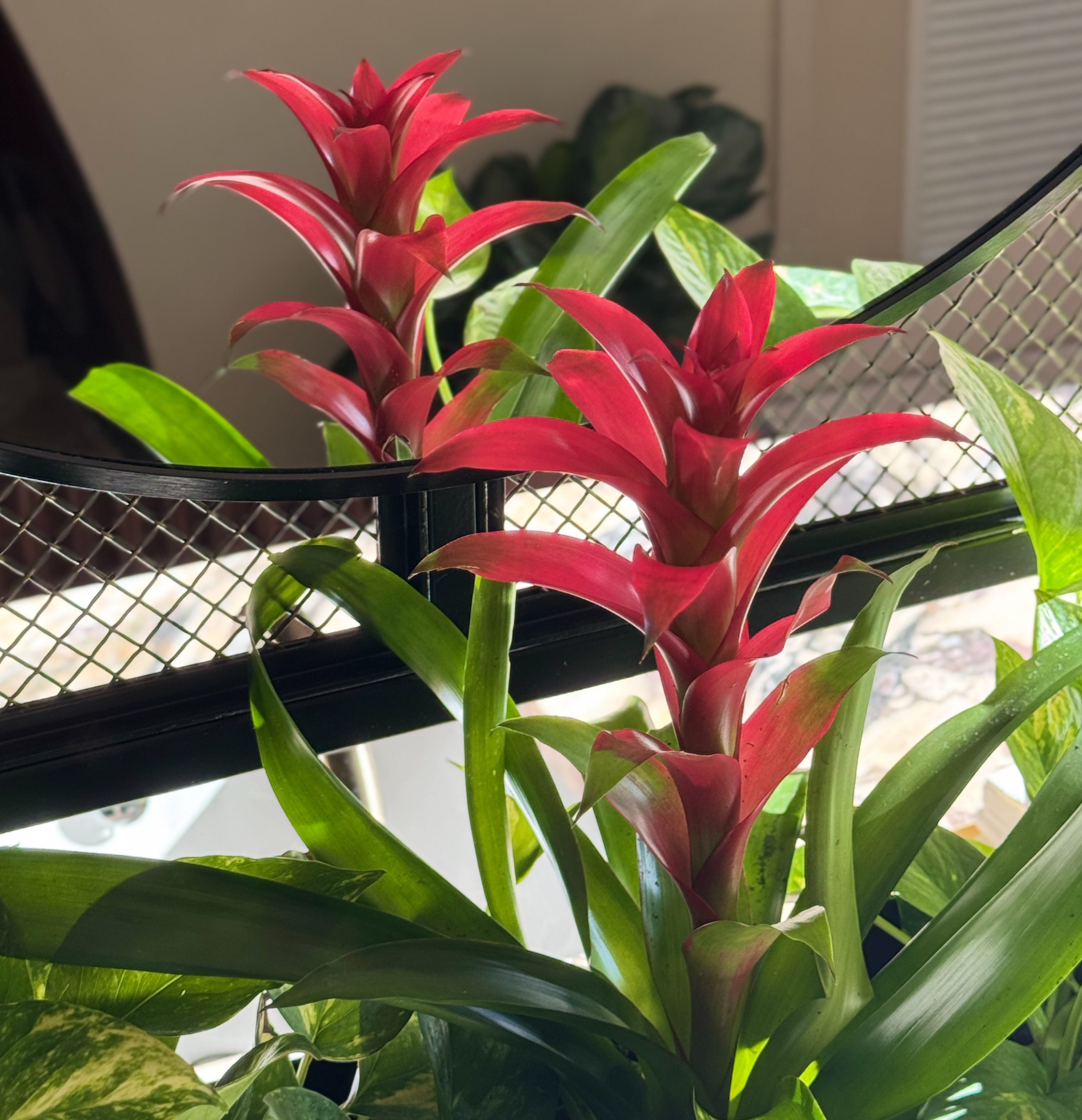 Double Vision: Scarlet Star and Mirror