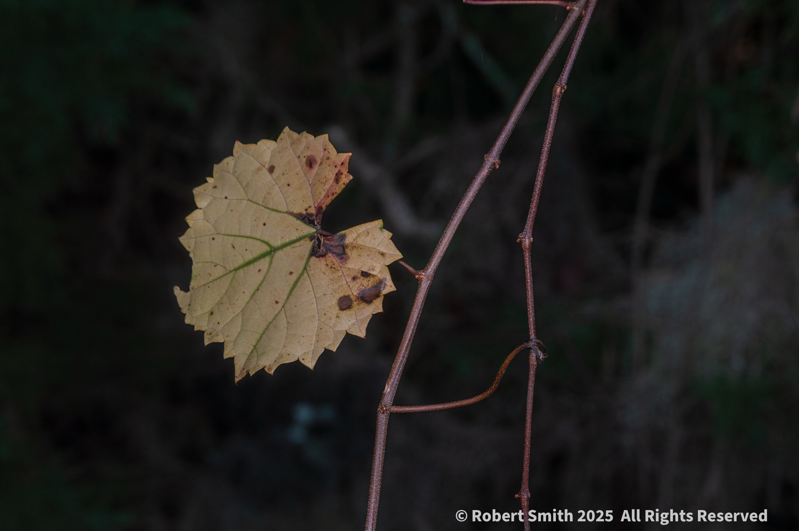 Leaves of Autumn Series: Just one Leaf