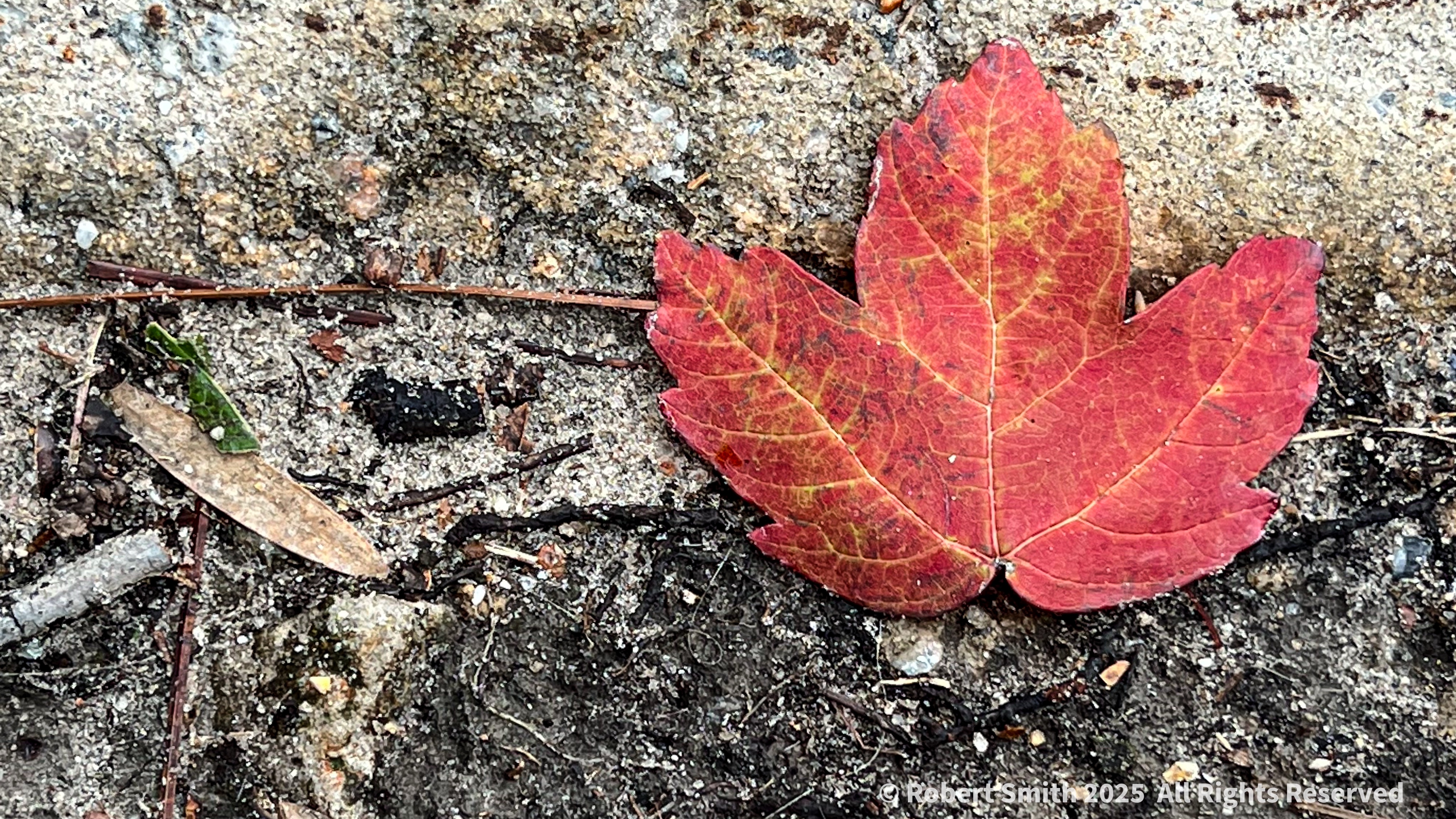 Leaves of Autumn Series: Beauty is Red