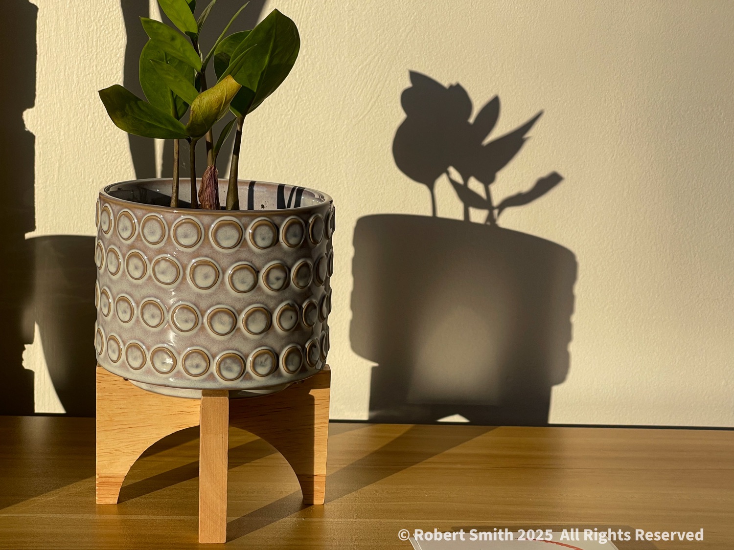 Shadow Play: Baby Rubberplant