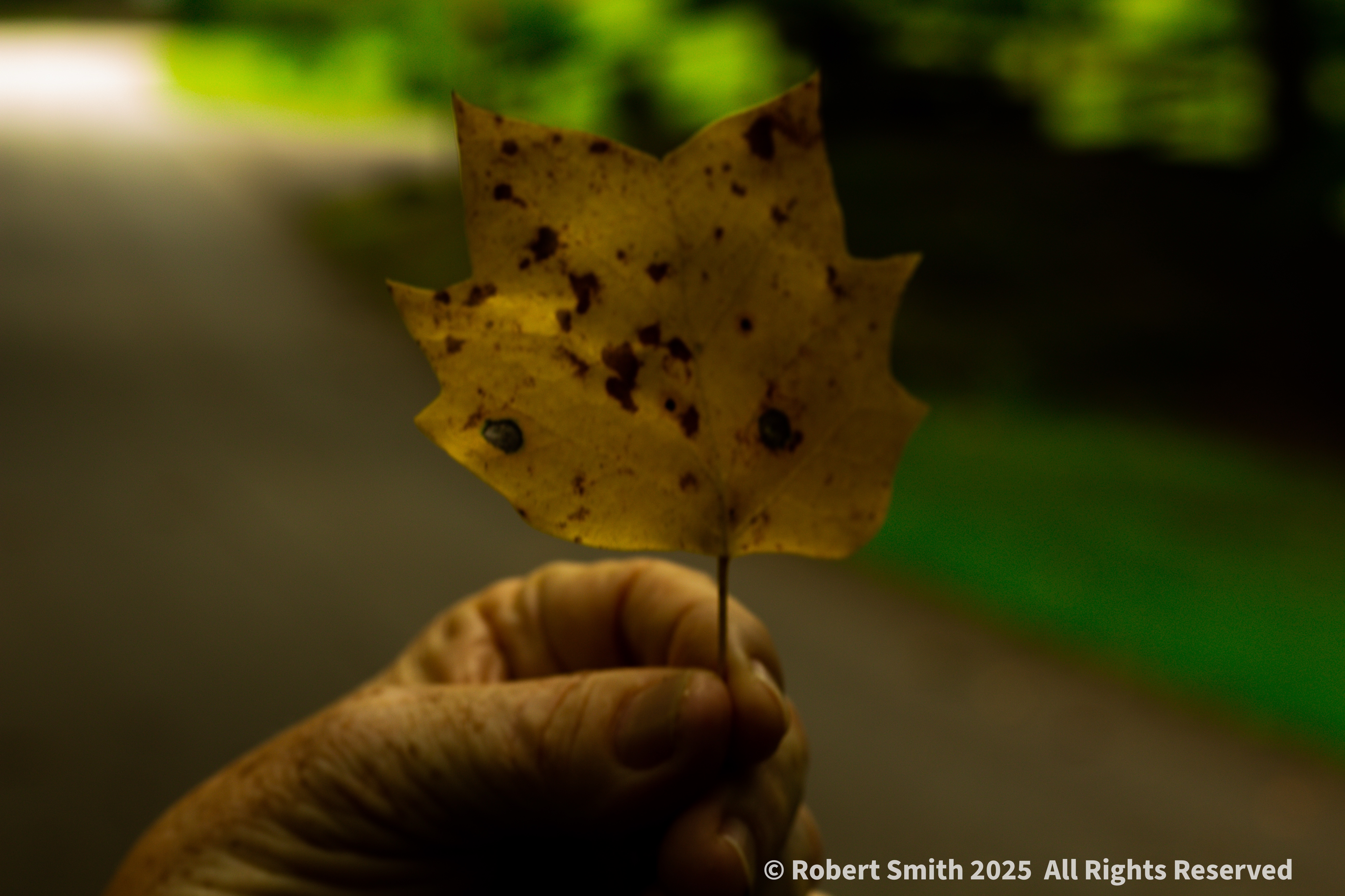 Leaves of Autumn Series: Leaf in Hand