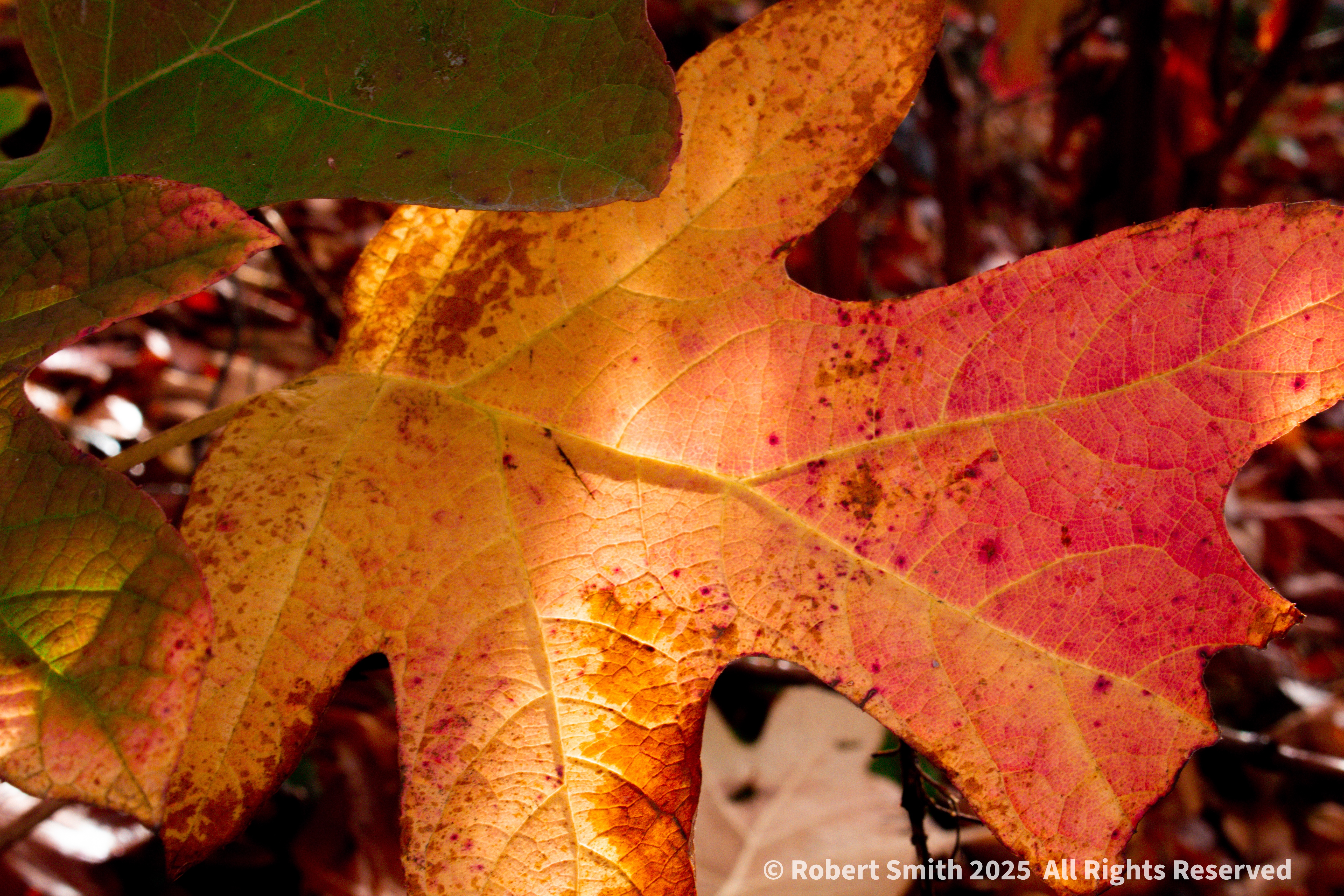 Leaves of Autumn Series: Leaf Brilliance