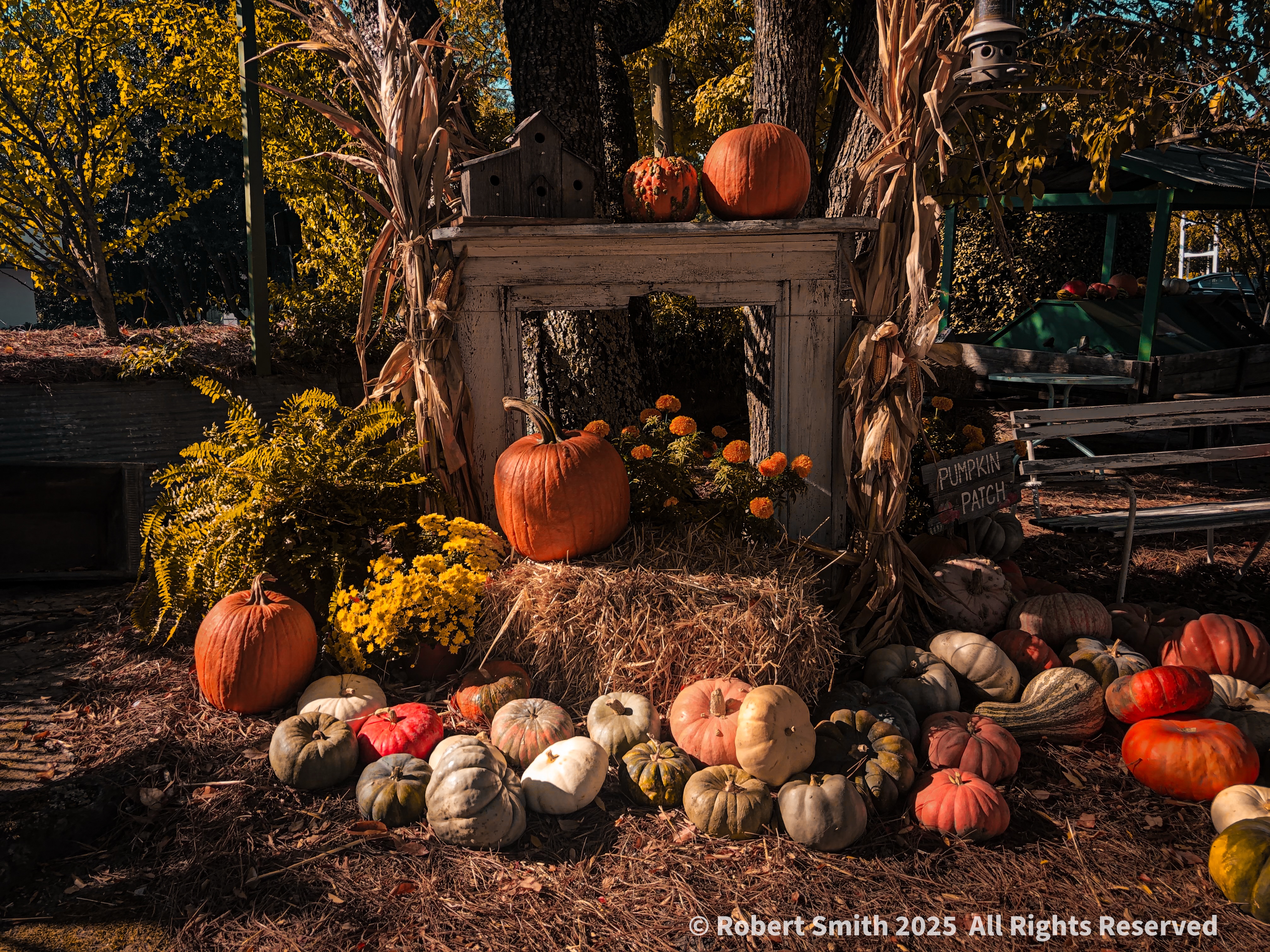 Just like Fall Again: Pumpkins Galore