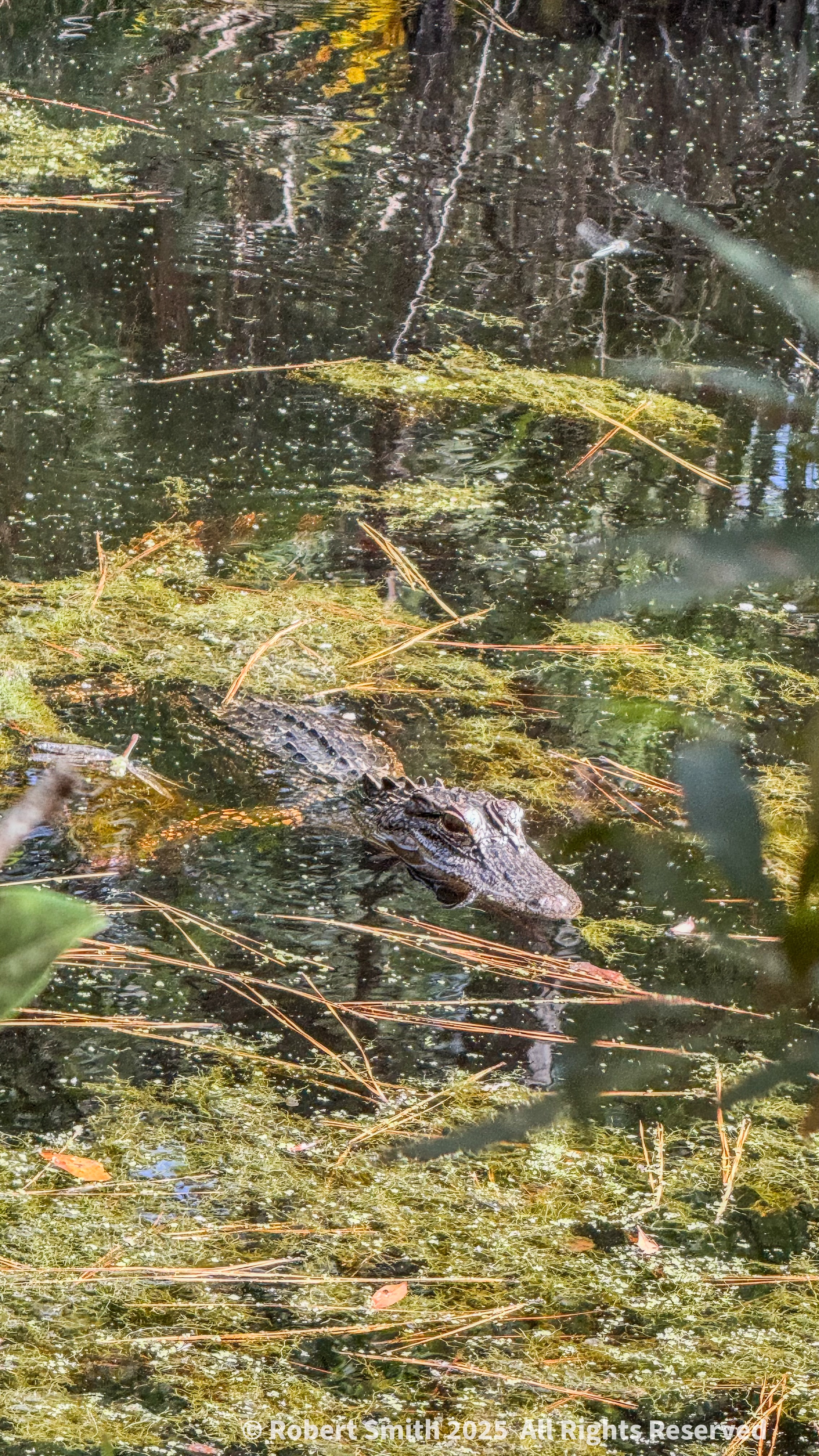 Gator on Big Ferry Trail