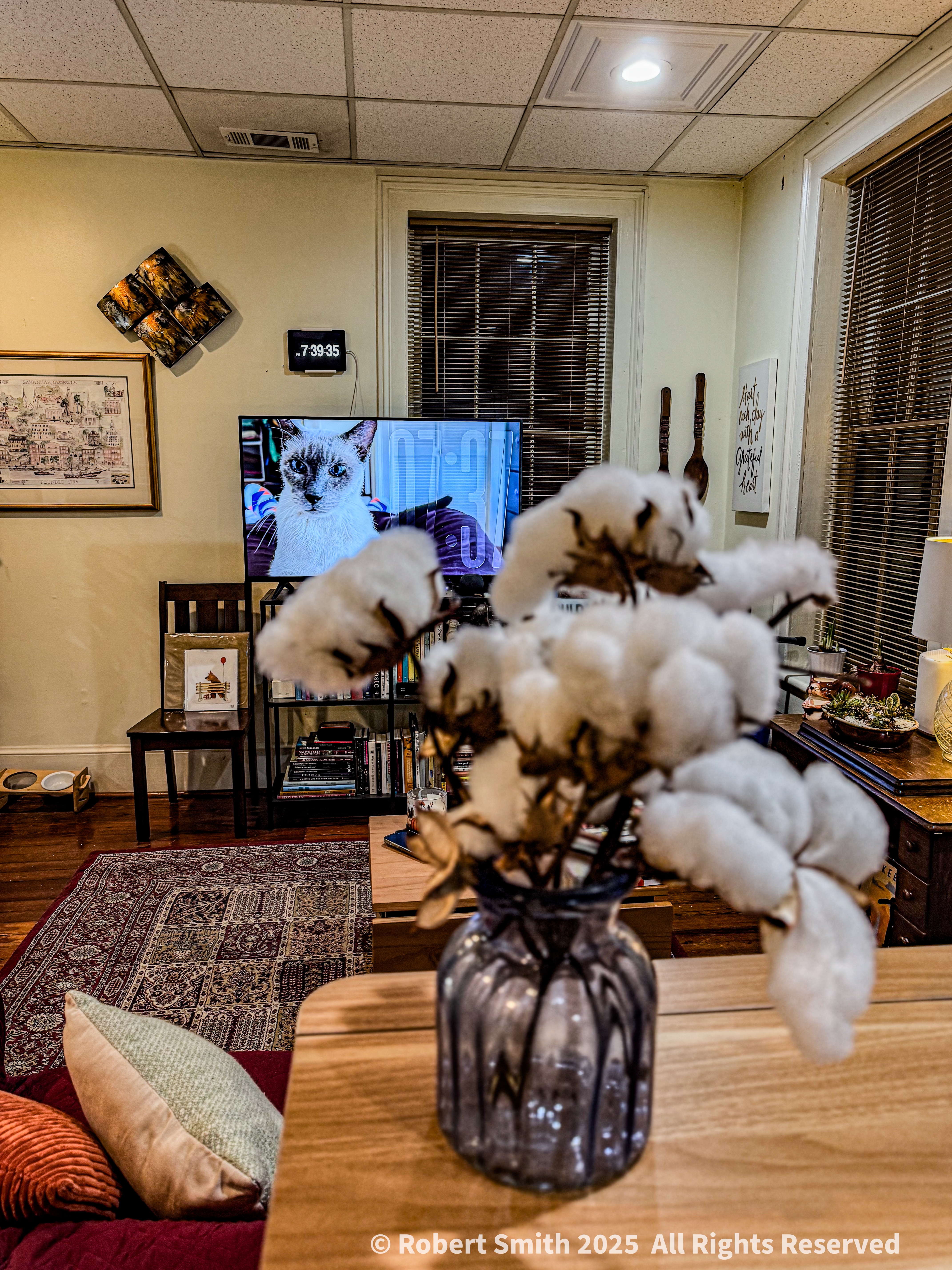 Cotton and Cat